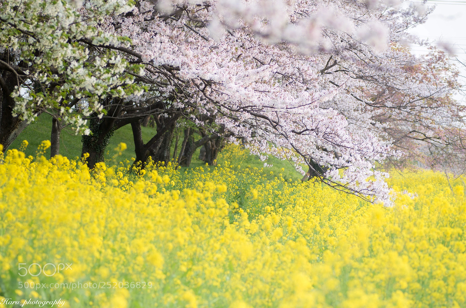 Pentax K-50 sample photo. 夢の世界から photography