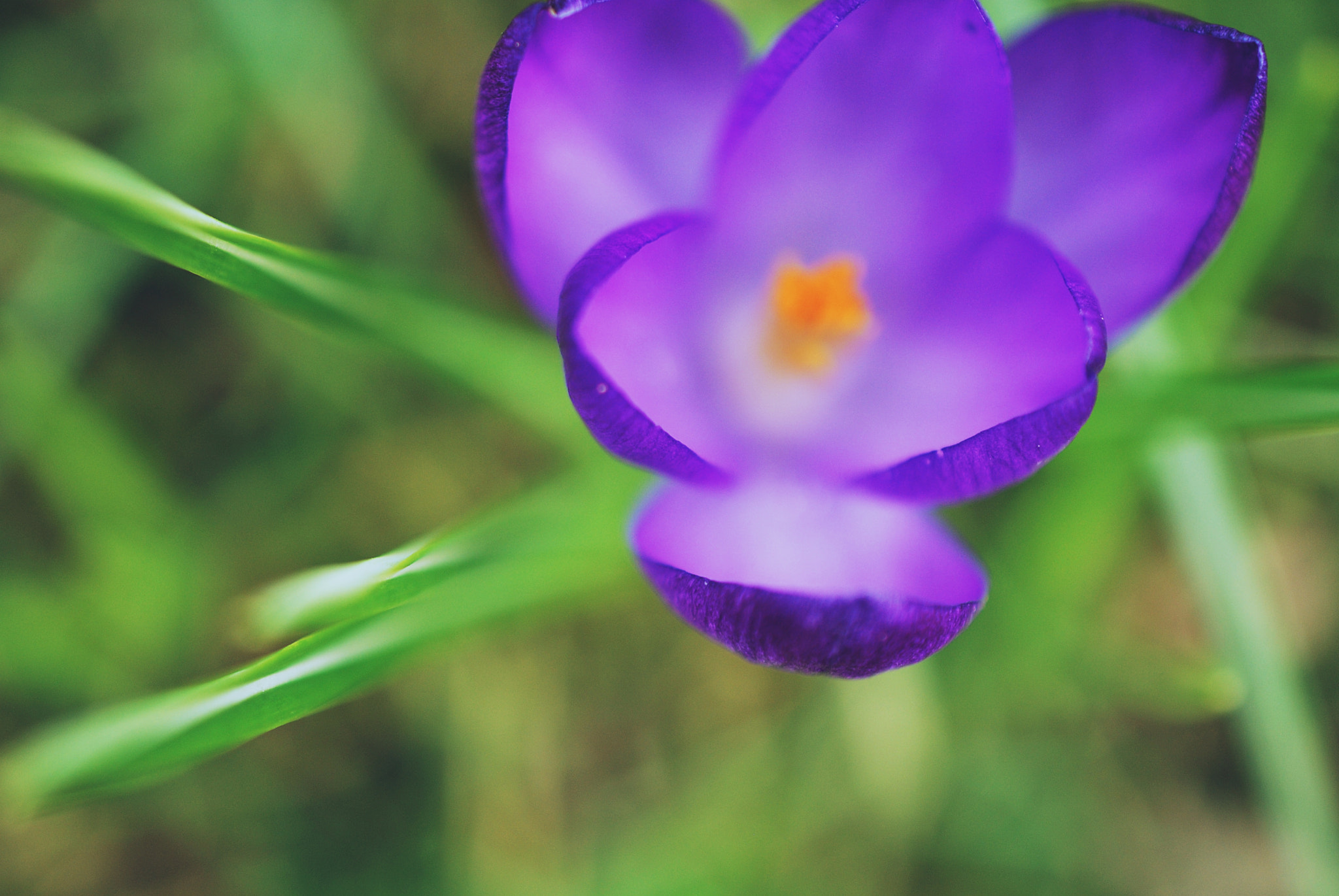 Nikon AF-S DX Micro Nikkor 40mm F2.8 sample photo. Spring photography