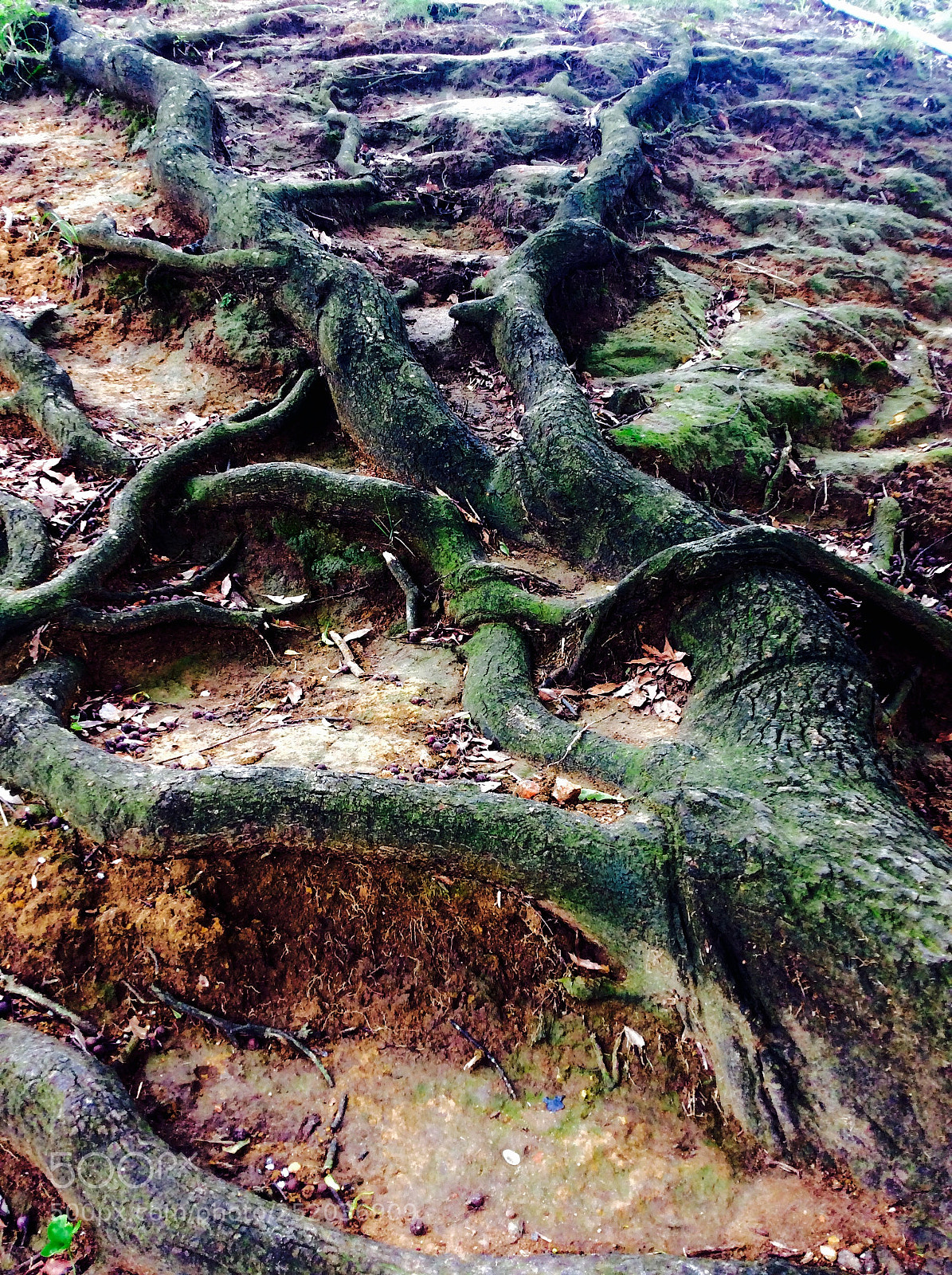 Apple iPad mini 2 sample photo. An old tree photography