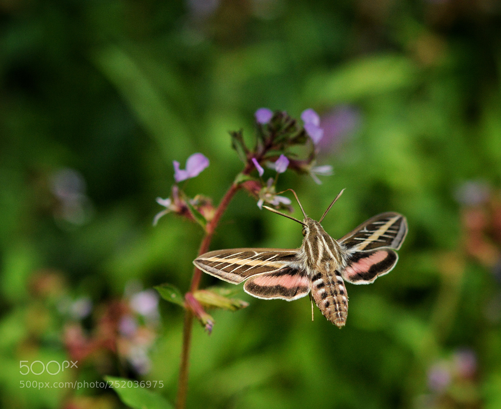 Nikon D3200 sample photo. Polilla colibrí photography
