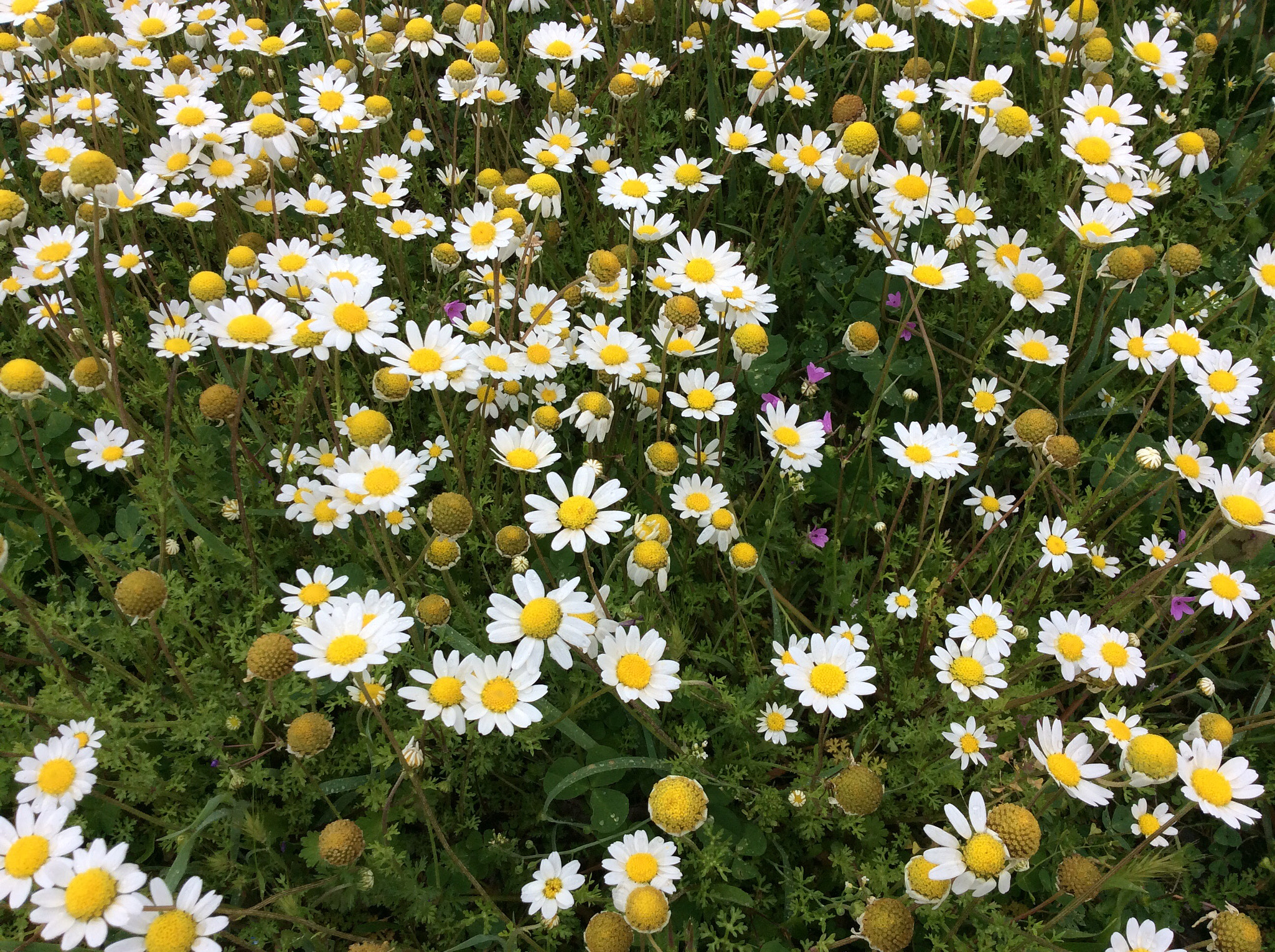 Apple iPad Air sample photo