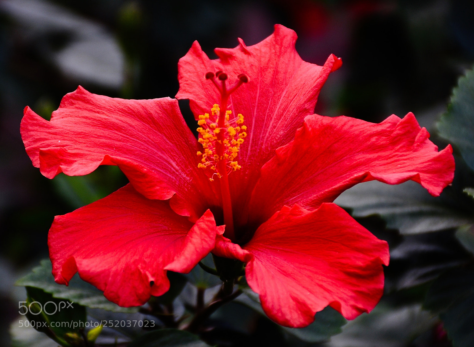 Nikon D7200 sample photo. A red hibiscus flower photography
