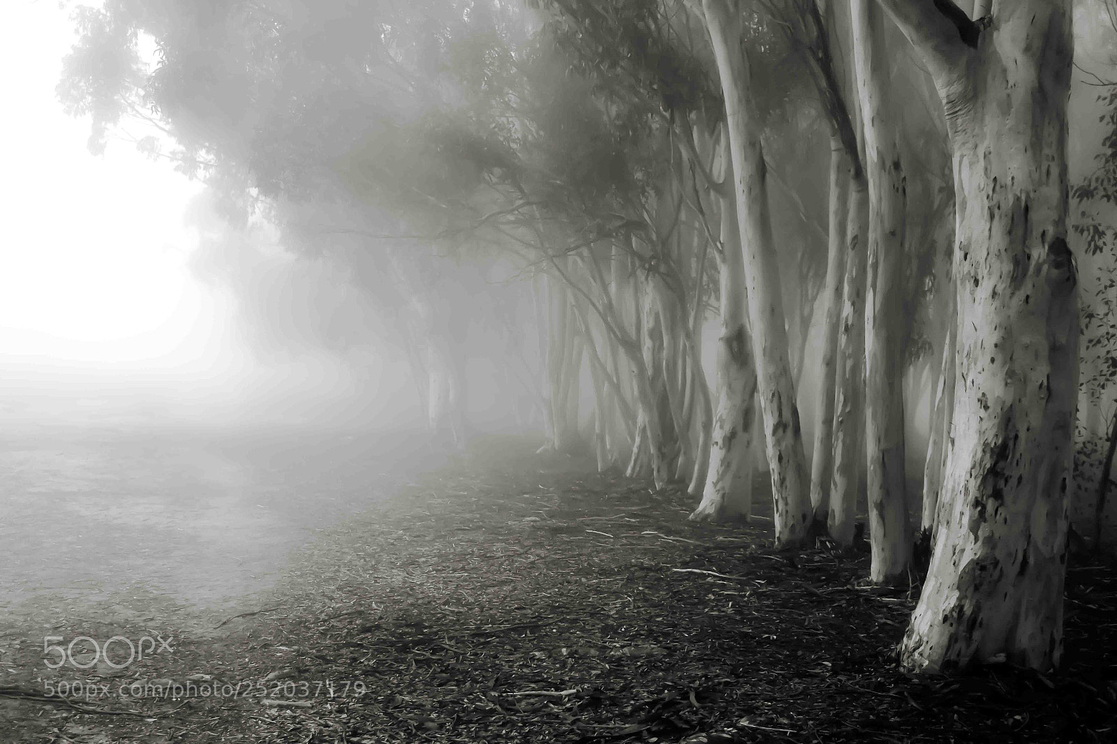 Canon EOS 70D sample photo. Fog photography