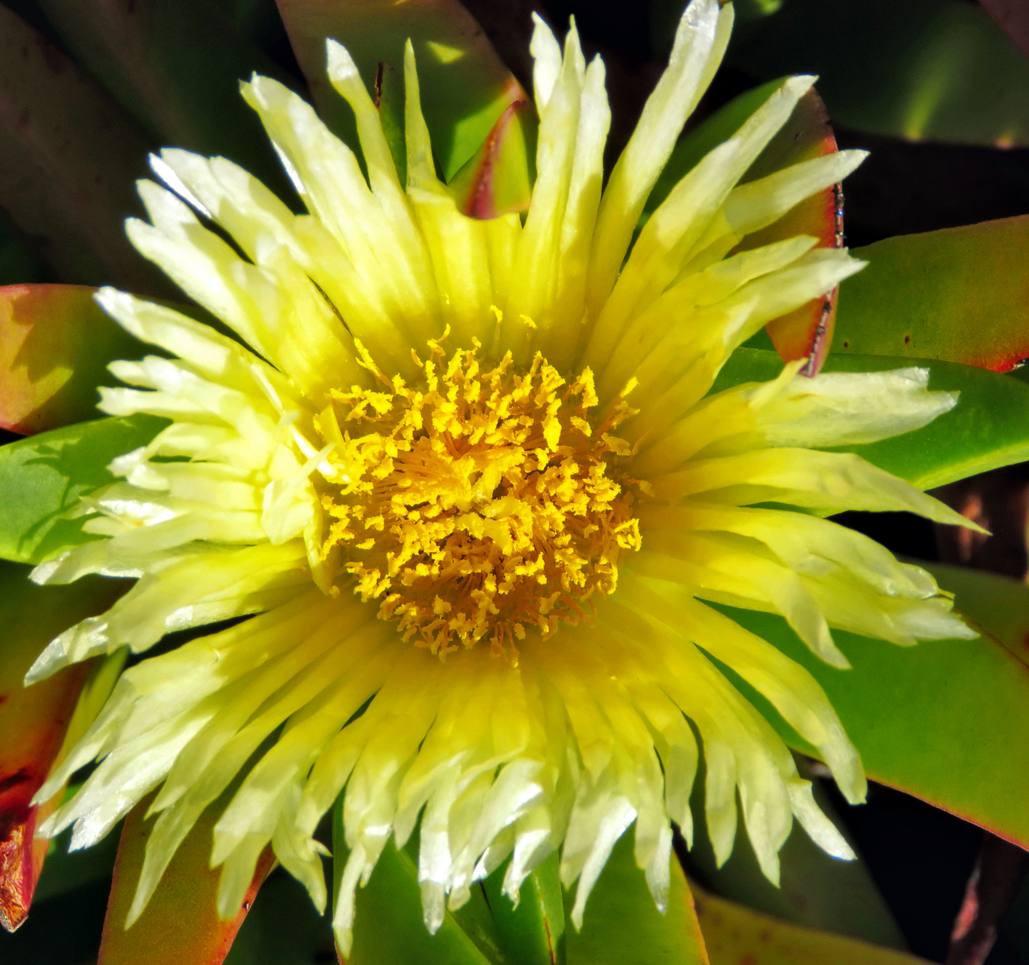 Canon PowerShot SX60 HS + 3.8 - 247.0 mm sample photo. A yellow dandelion flower photography