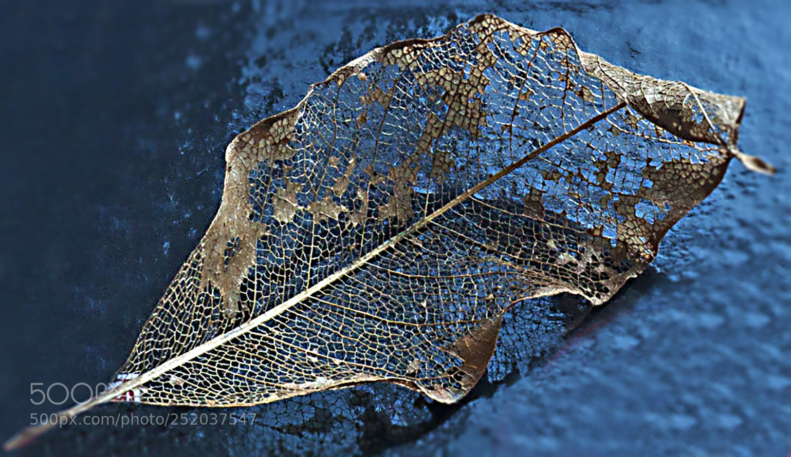 Canon EOS 40D sample photo. Dead leaf photography