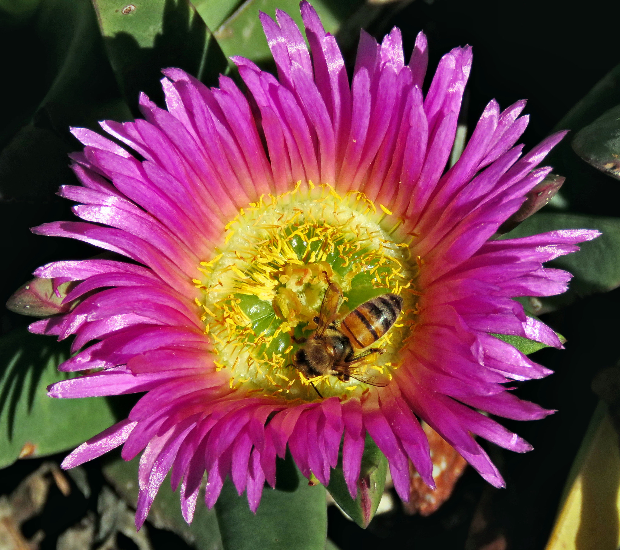 Canon PowerShot SX60 HS + 3.8 - 247.0 mm sample photo. Bee enjoying a purple dandelion flower photography