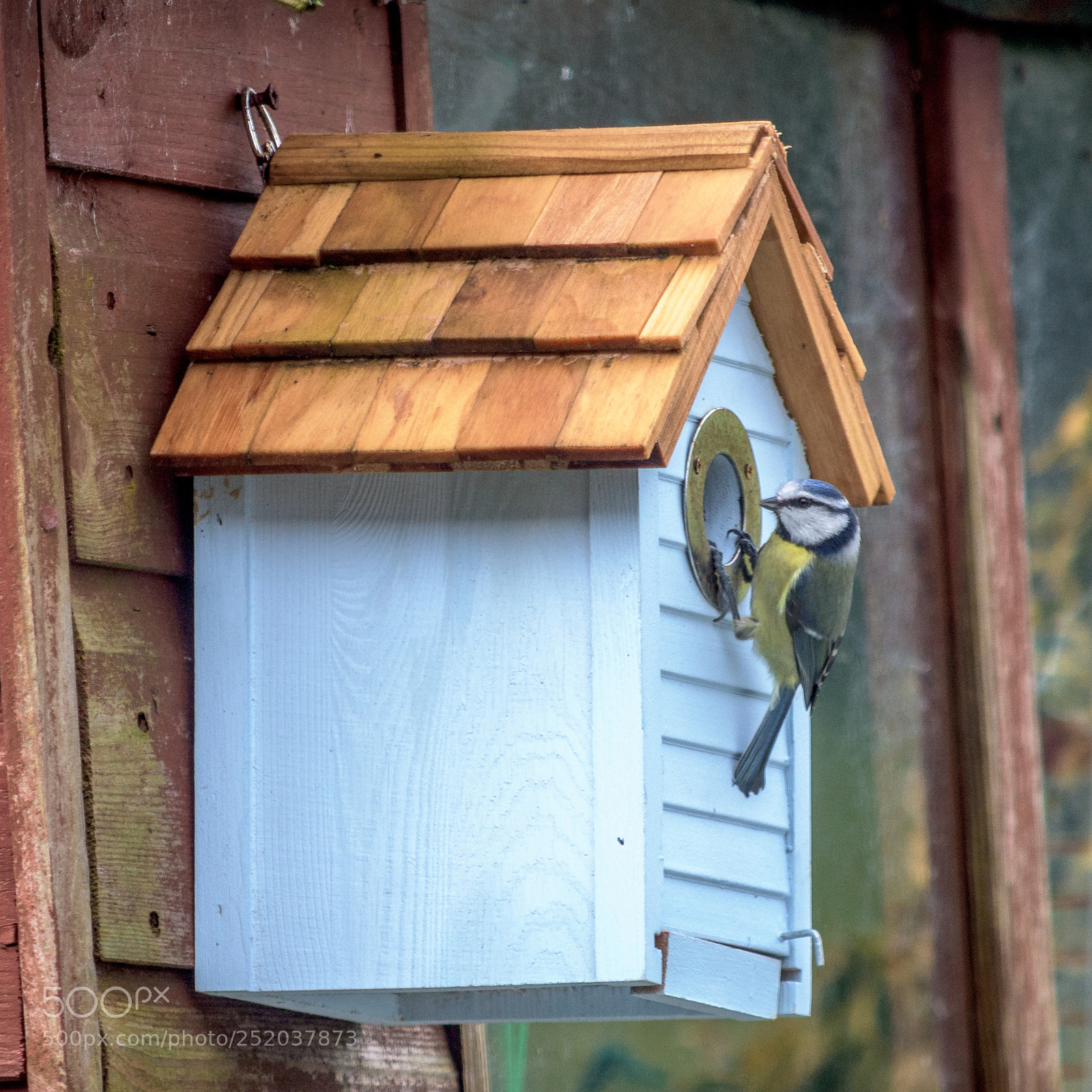 Nikon D7200 sample photo. Blue tit feeding mate photography