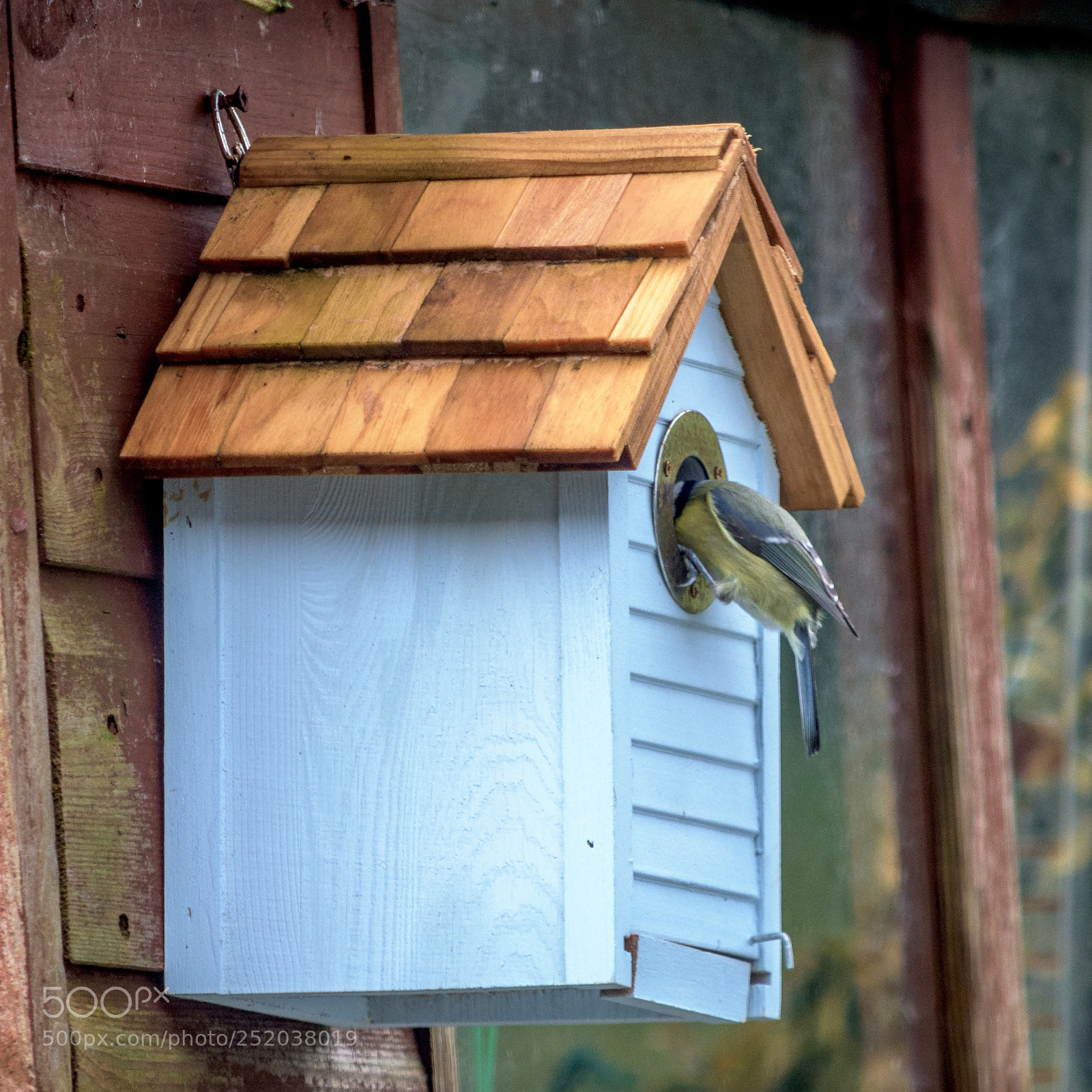 Nikon D7200 sample photo. Blue tit feeding mate photography