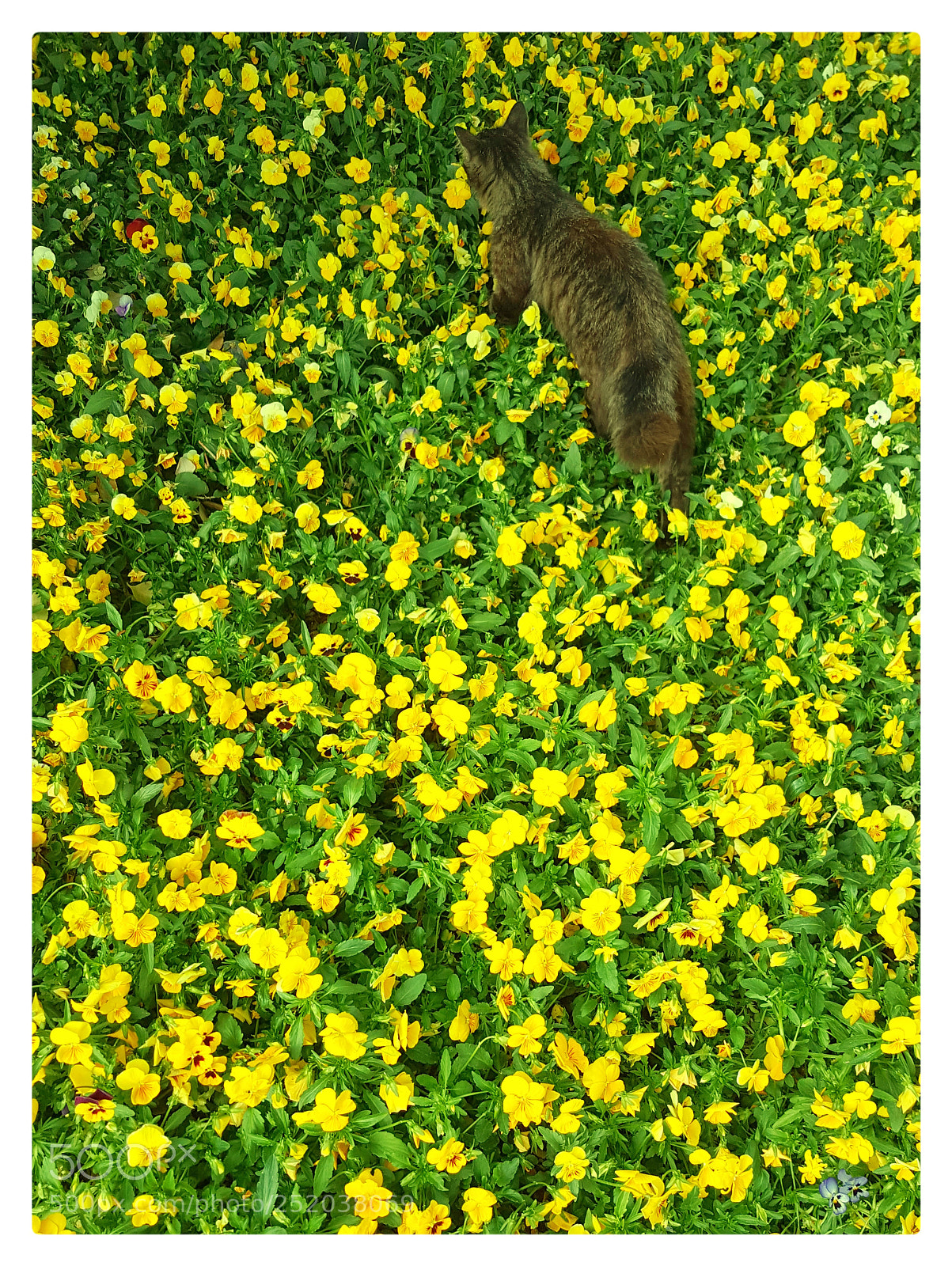 Samsung Galaxy Note5 sample photo. The cat in the photography