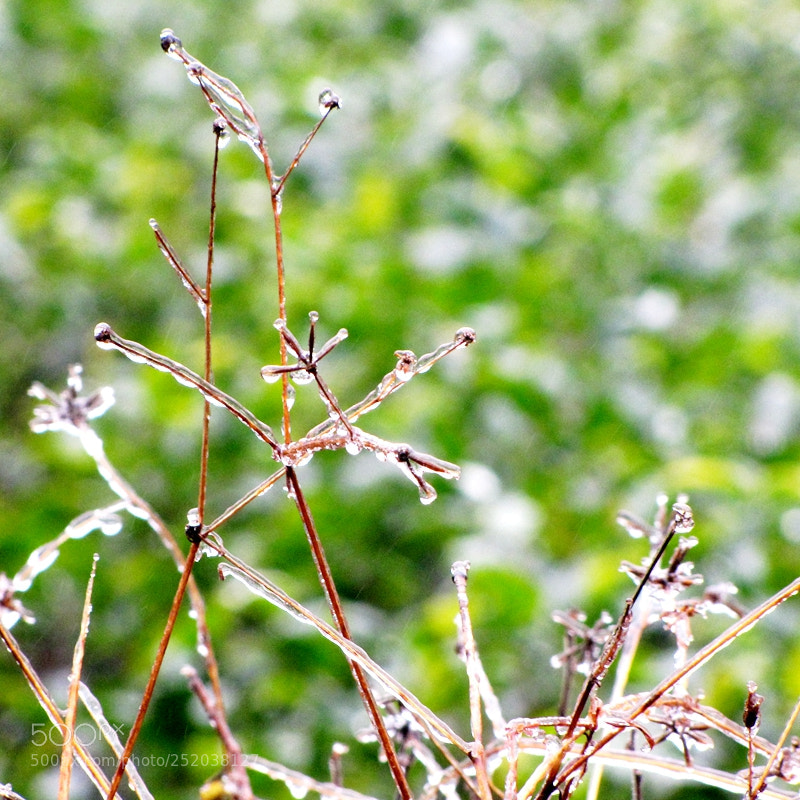 Canon PowerShot SX10 IS sample photo. Untitled photography