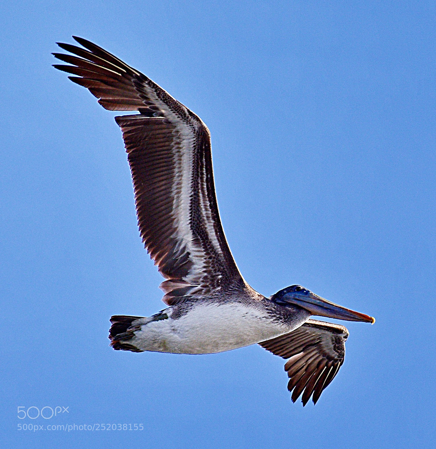 Nikon D7200 sample photo. Pelican flying in marina photography