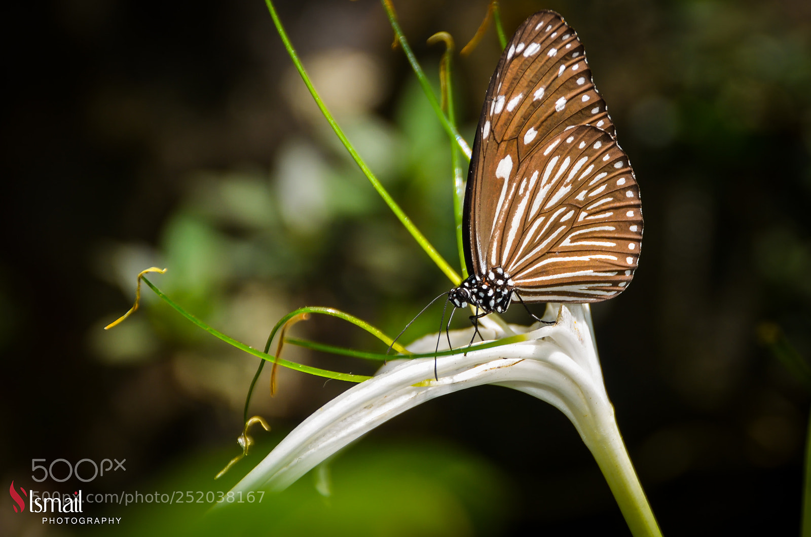 Nikon D7000 sample photo. Butterfly photography