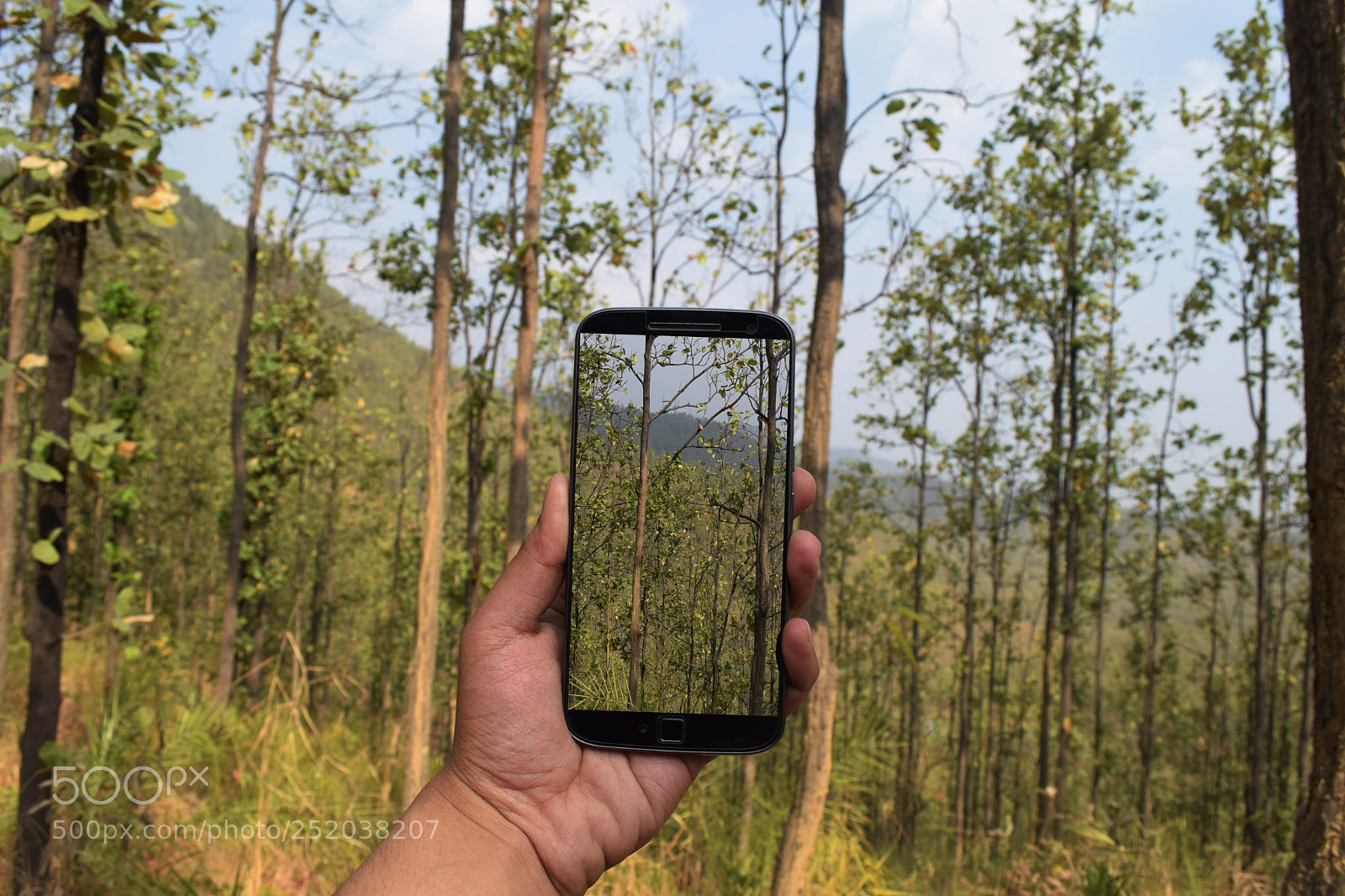 Nikon D3300 sample photo. Forest on my phone photography