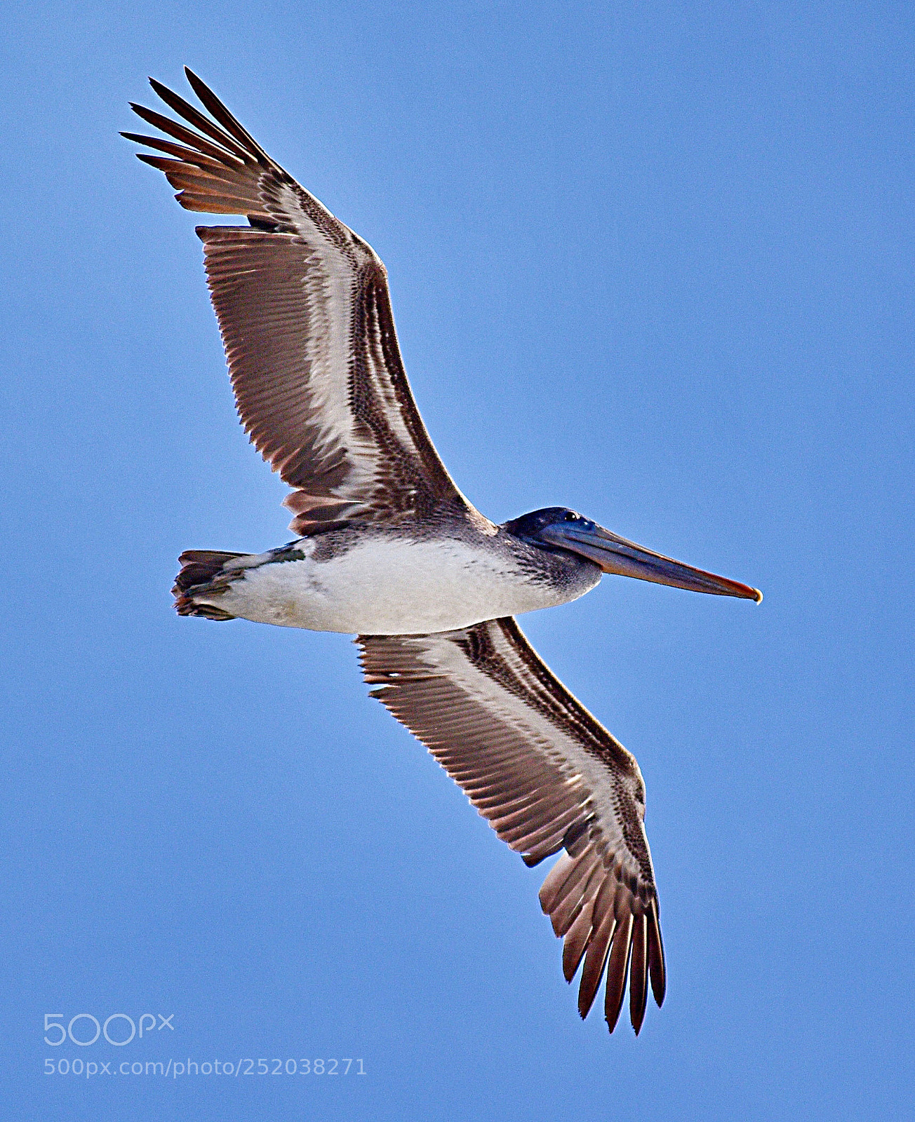 Nikon D7200 sample photo. Pelican flying in marina photography