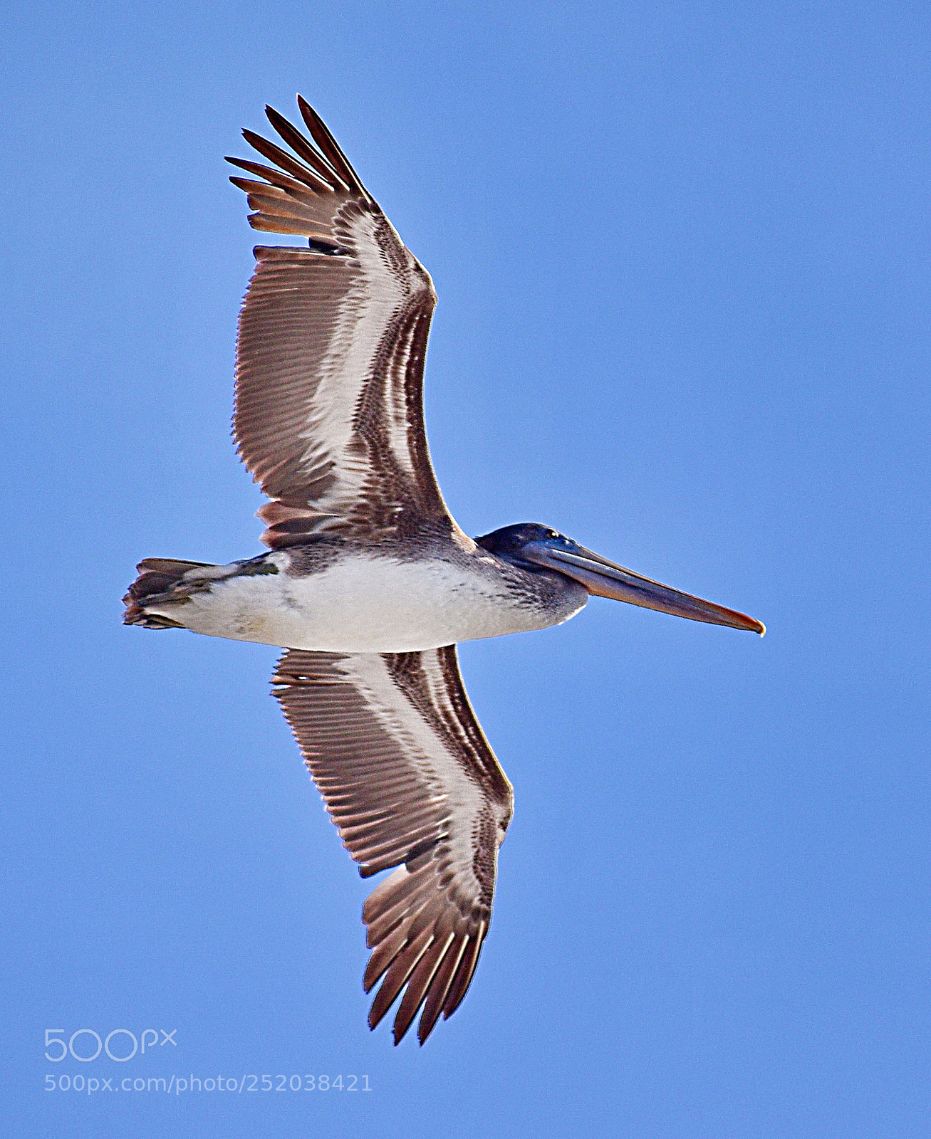 Nikon D7200 sample photo. Pelican flying in marina photography