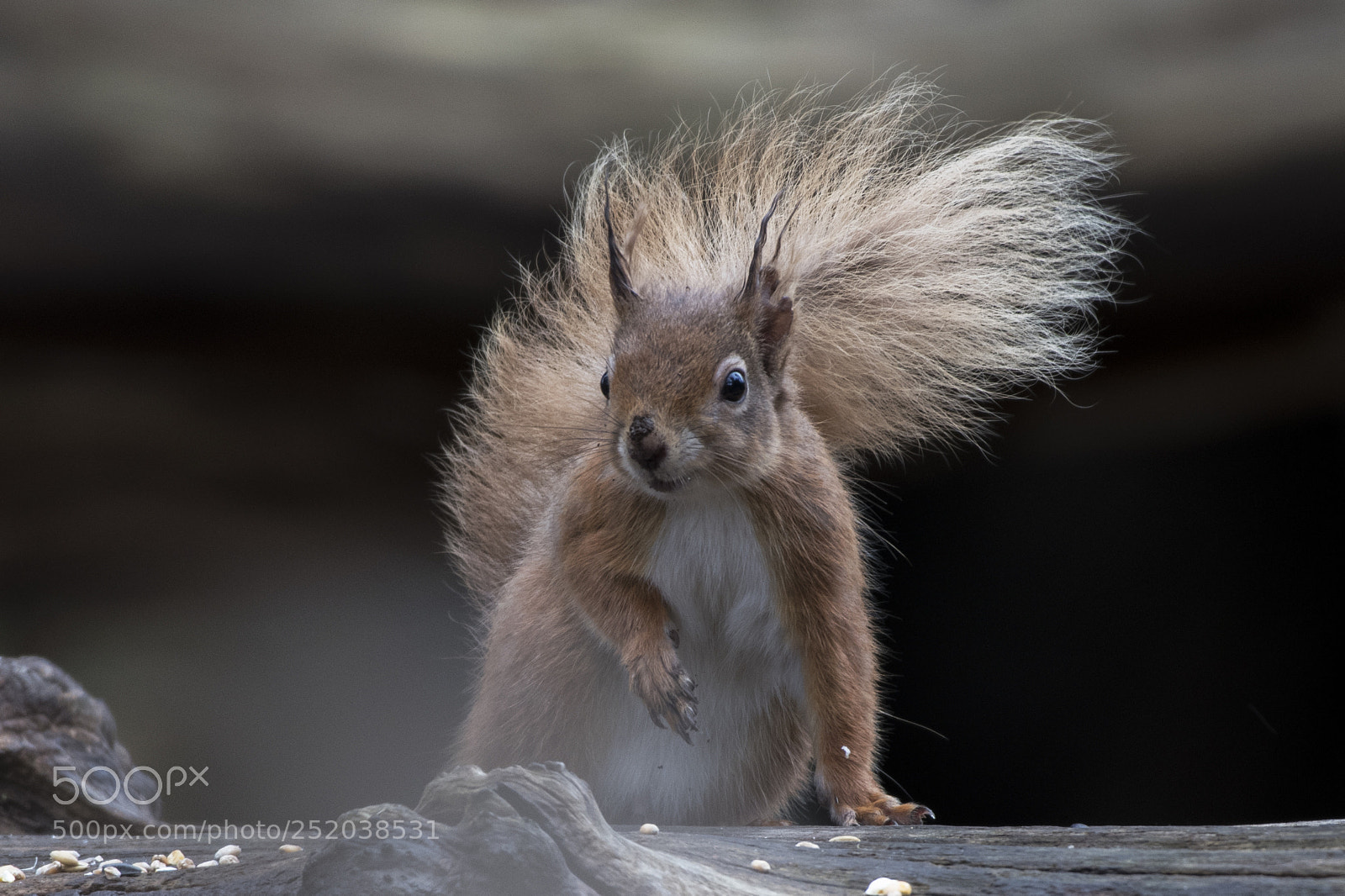 Nikon D500 sample photo. Red squirrel photography