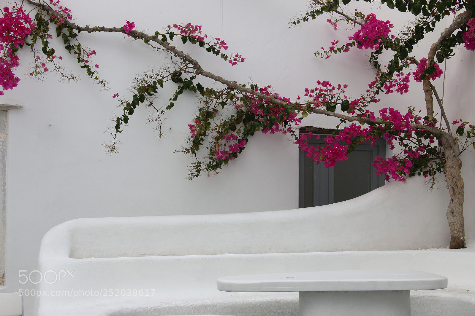 Canon EOS 70D sample photo. Bougainvilla photography