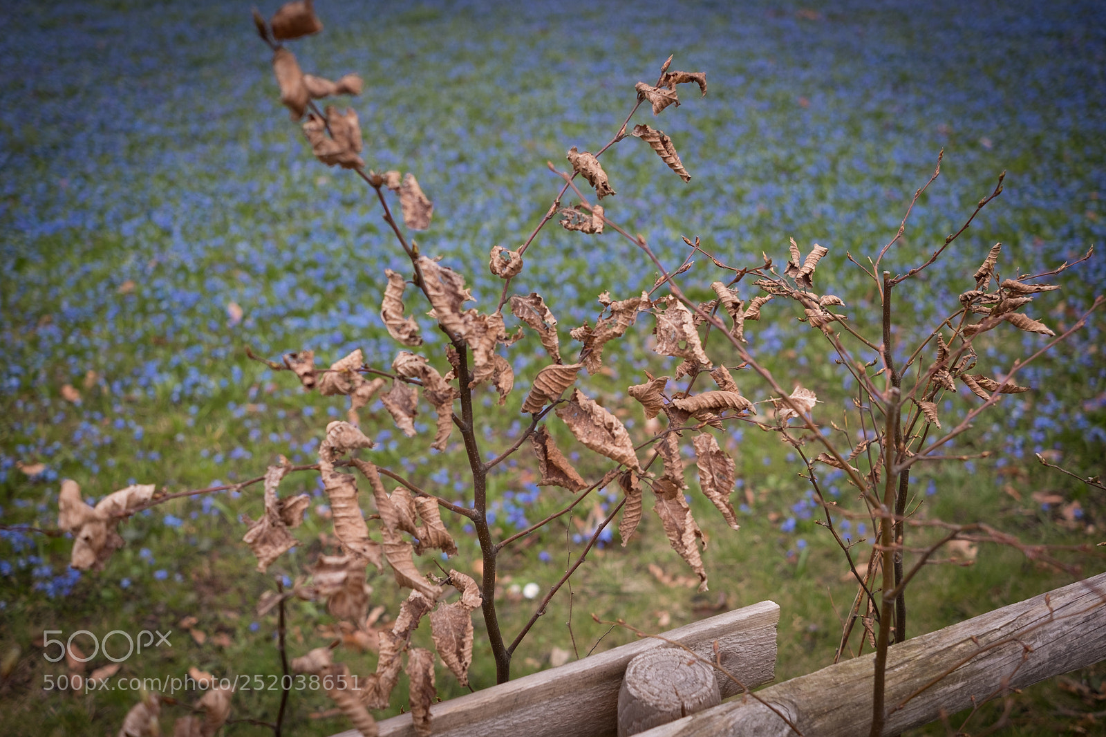 Fujifilm X-E2S sample photo. Black forest day photography