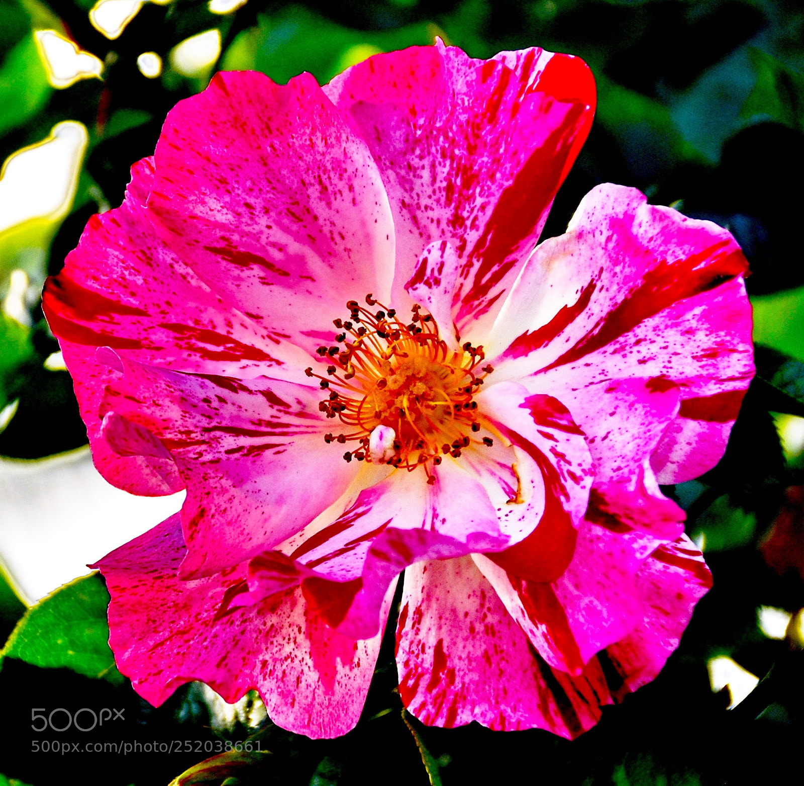 Nikon D7200 sample photo. A red carnation flower photography