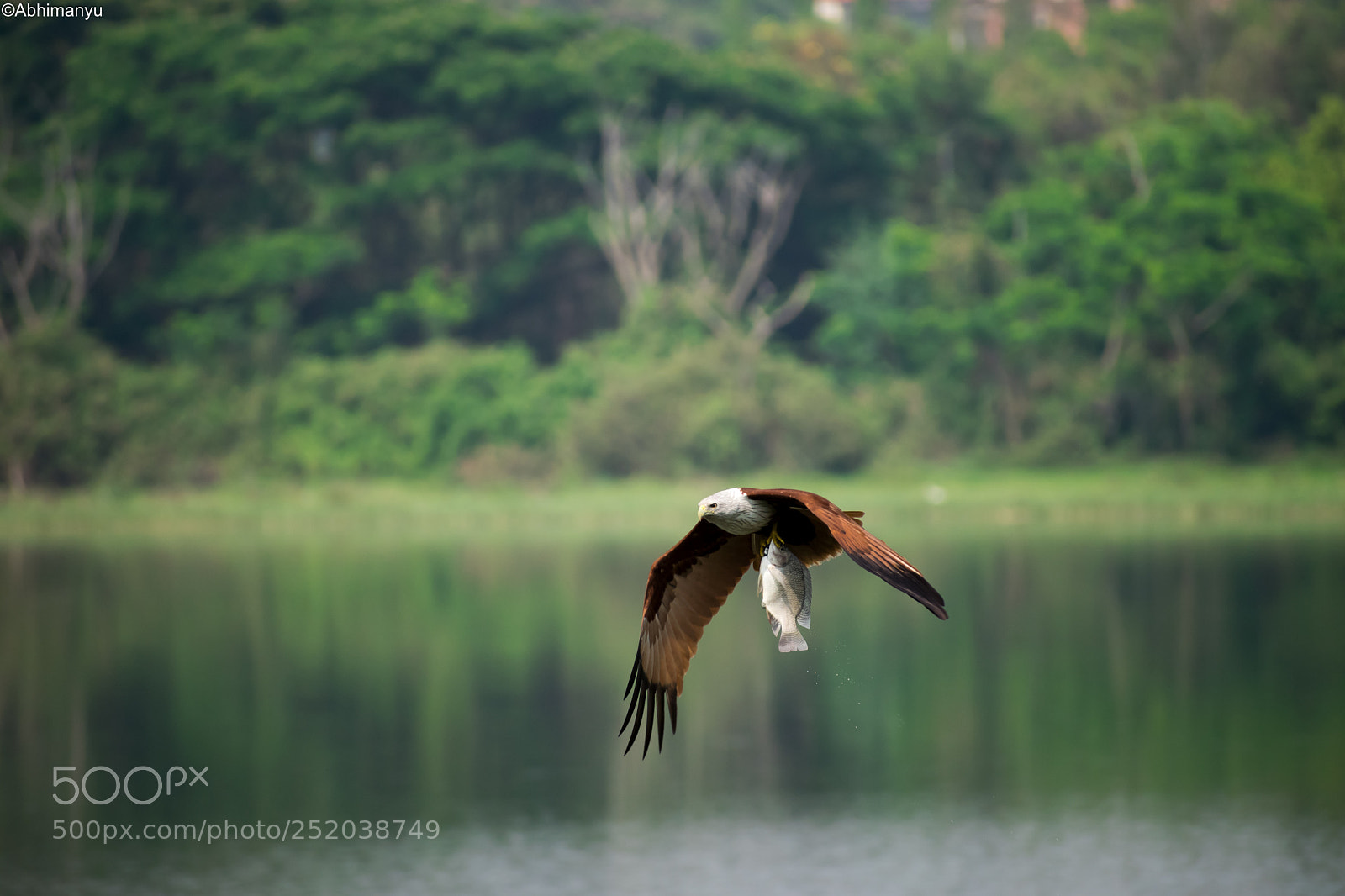 Nikon D5300 sample photo. "brahminy kite" photography
