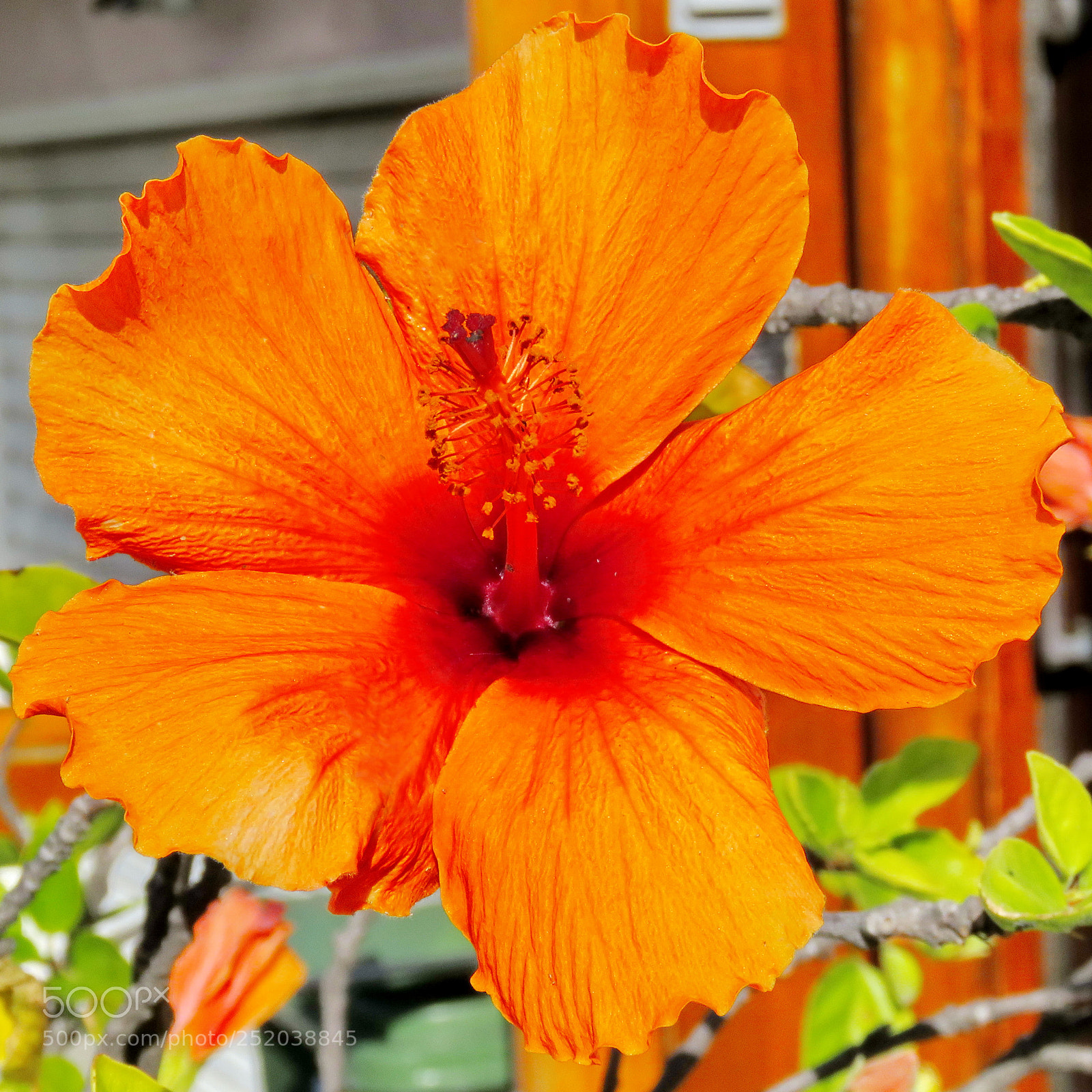 Canon PowerShot SX60 HS sample photo. A nice gold hibiscus photography