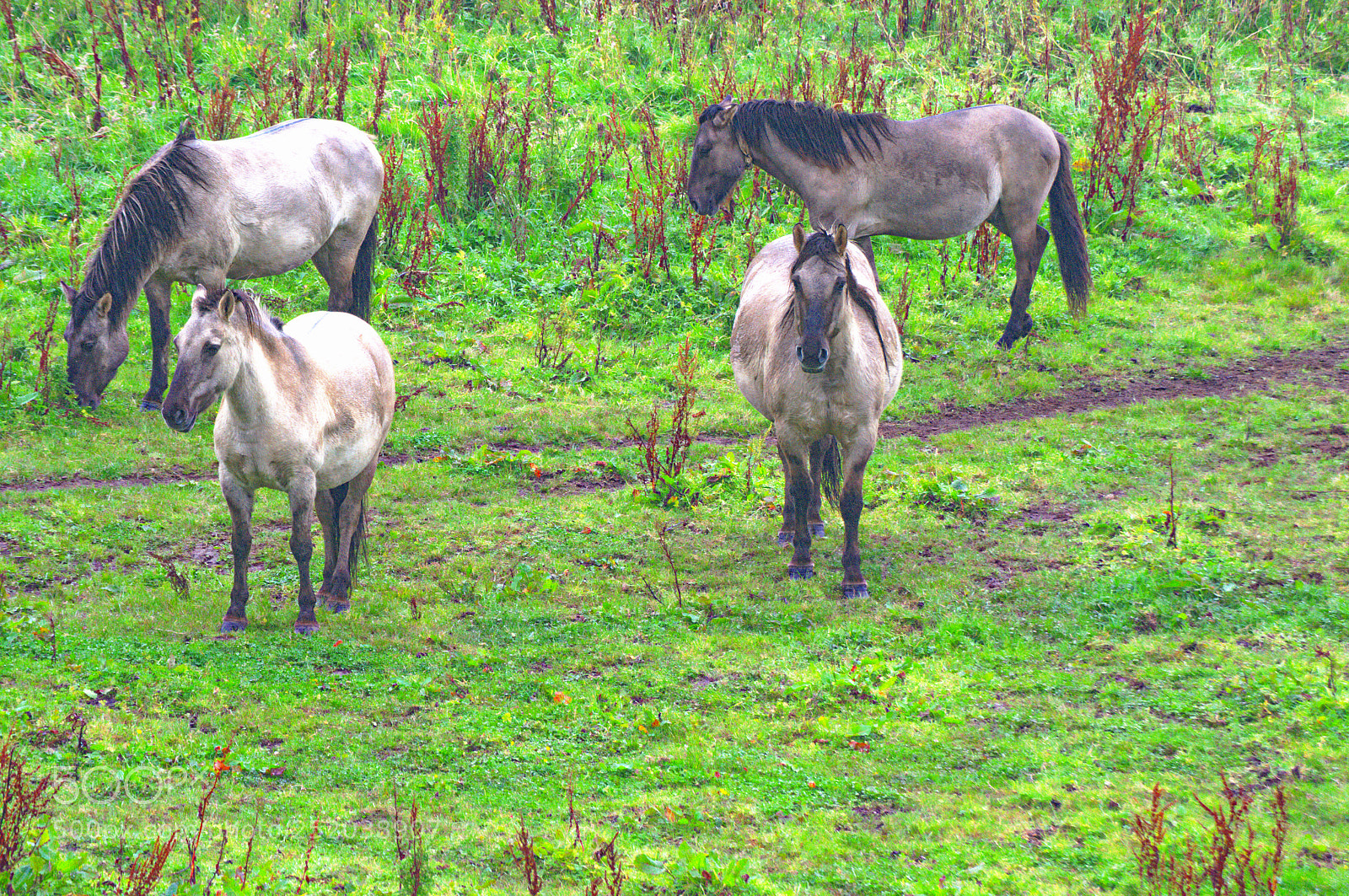 Nikon D3100 sample photo. Saturday pkonex horses photography