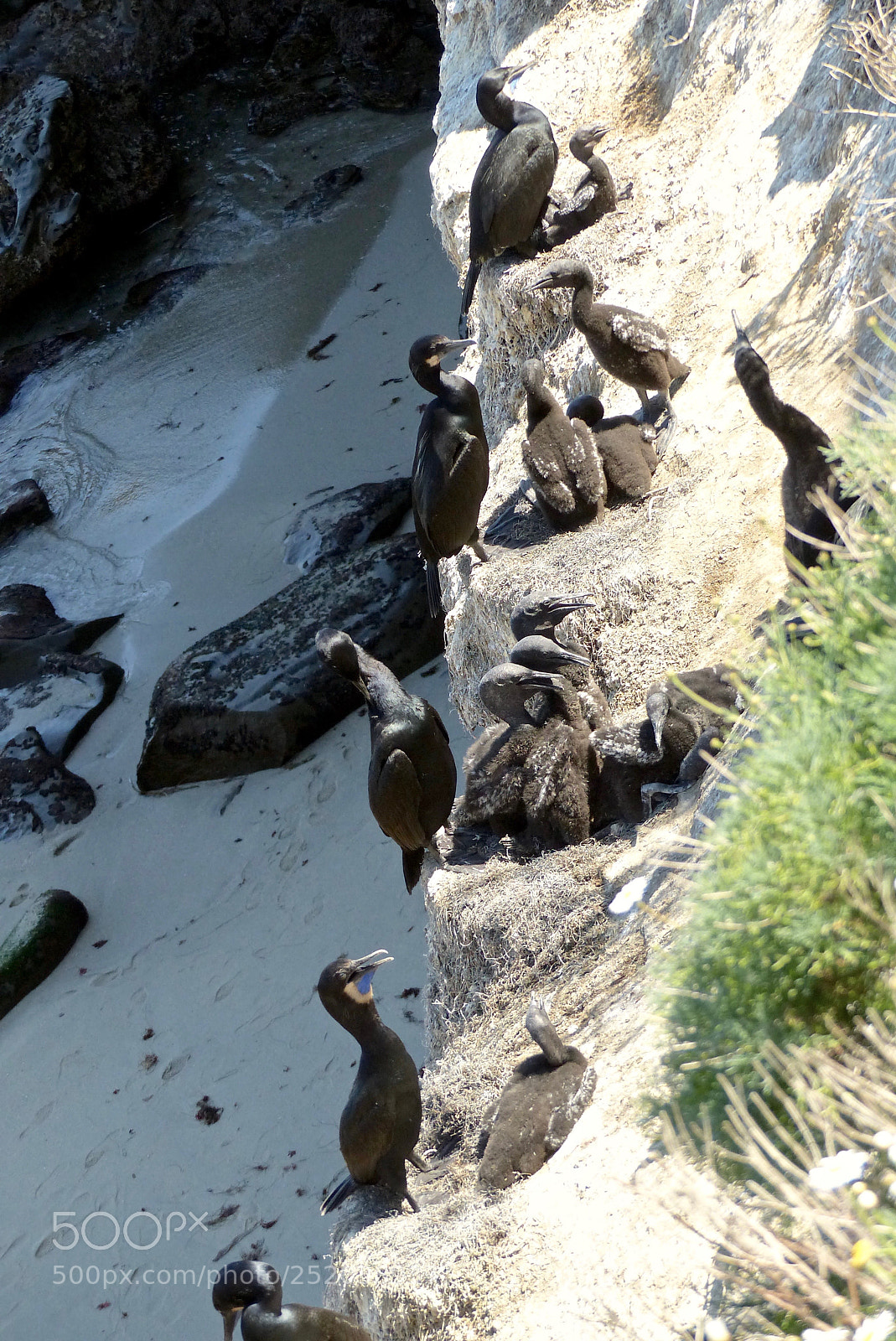 Panasonic Lumix DMC-FZ200 sample photo. Four nests i am photography