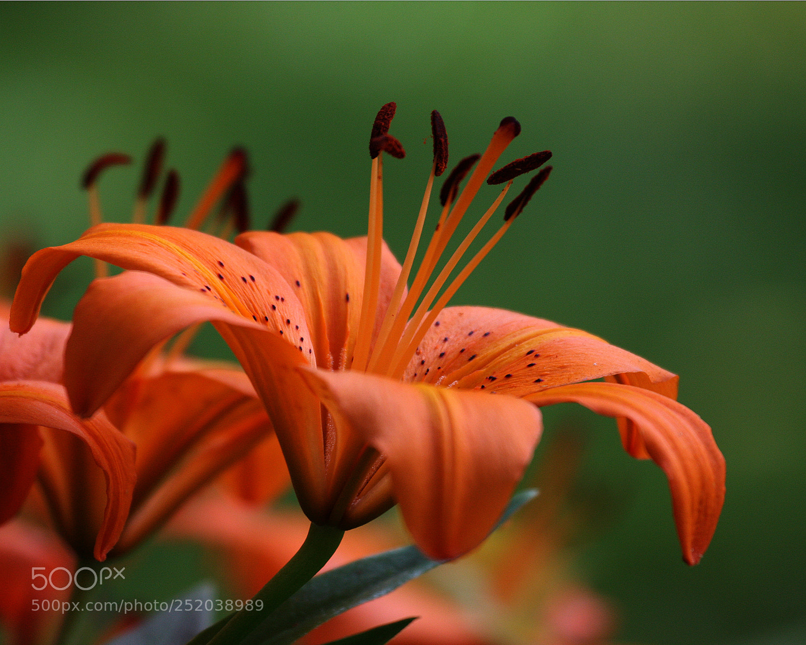 Canon EOS 40D sample photo. Lily photography