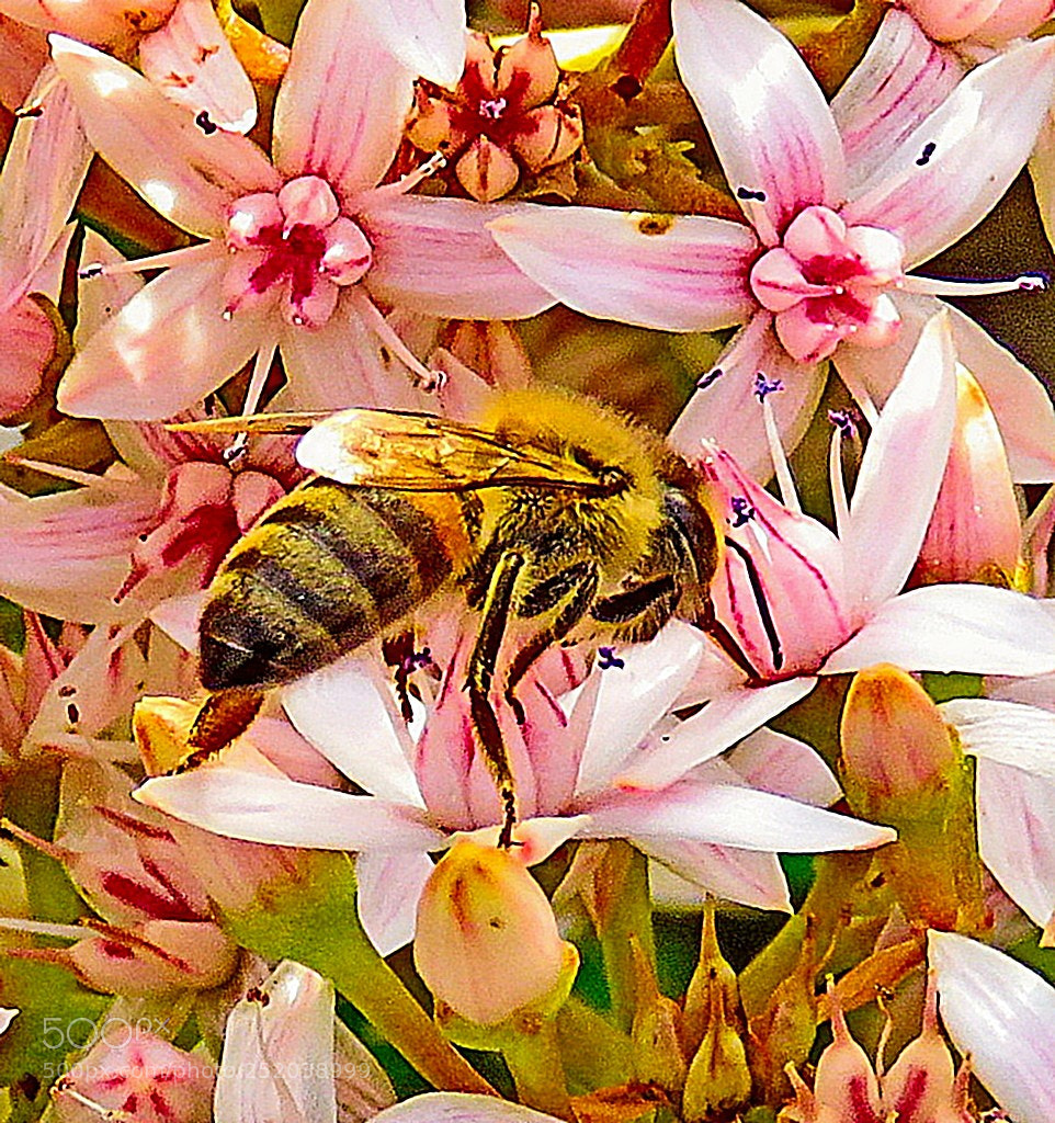 Canon PowerShot SX60 HS sample photo. A bee in a photography