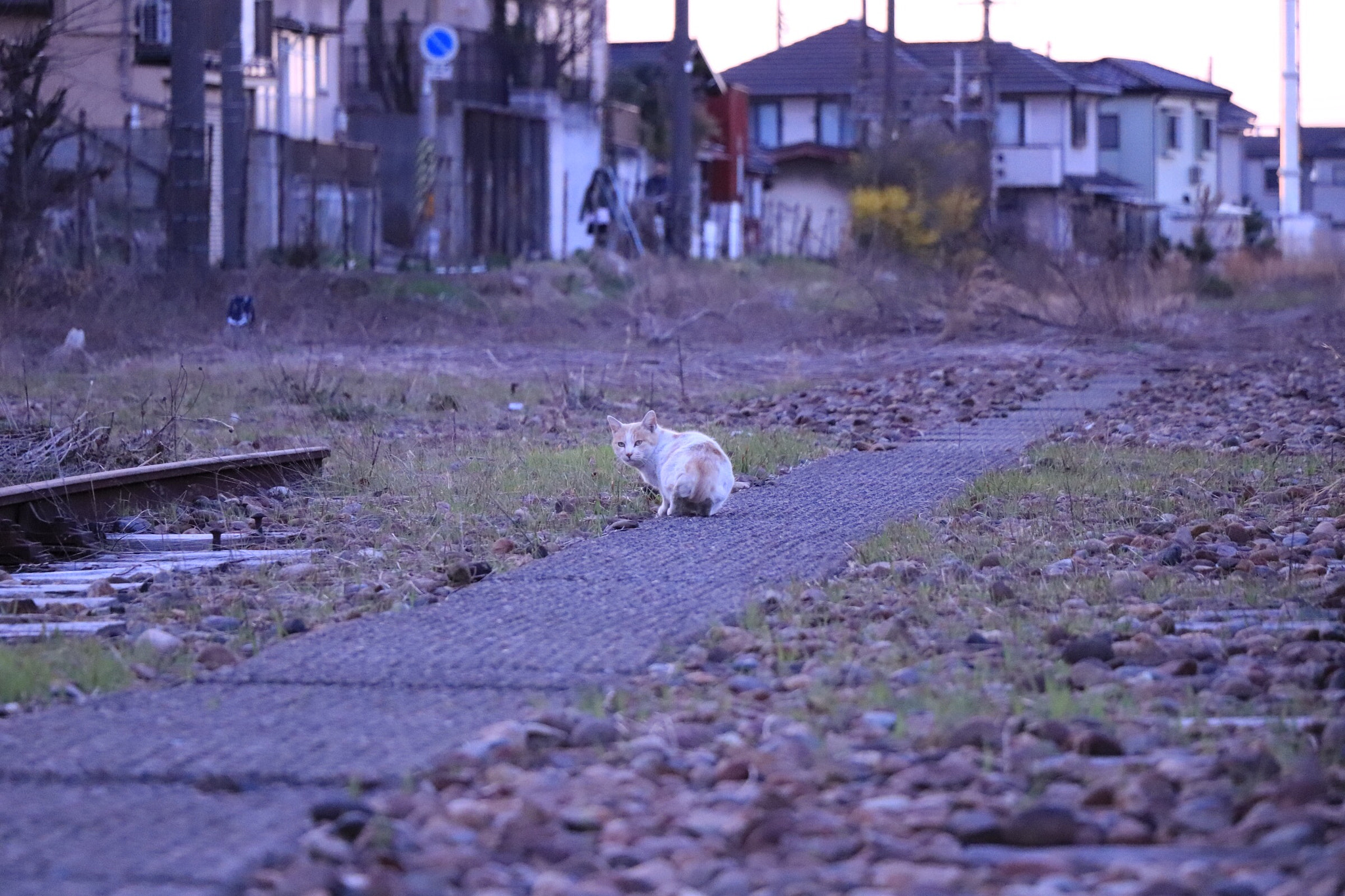 Canon EOS 77D (EOS 9000D / EOS 770D) sample photo. Cat photography