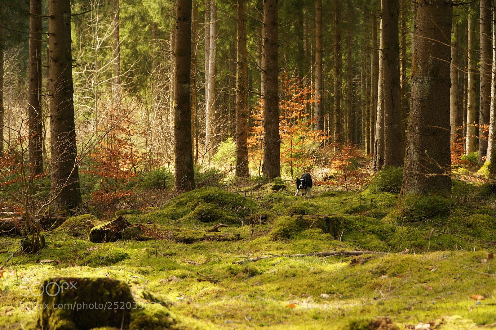 Sony Alpha NEX-5N sample photo. "chasseur" photography