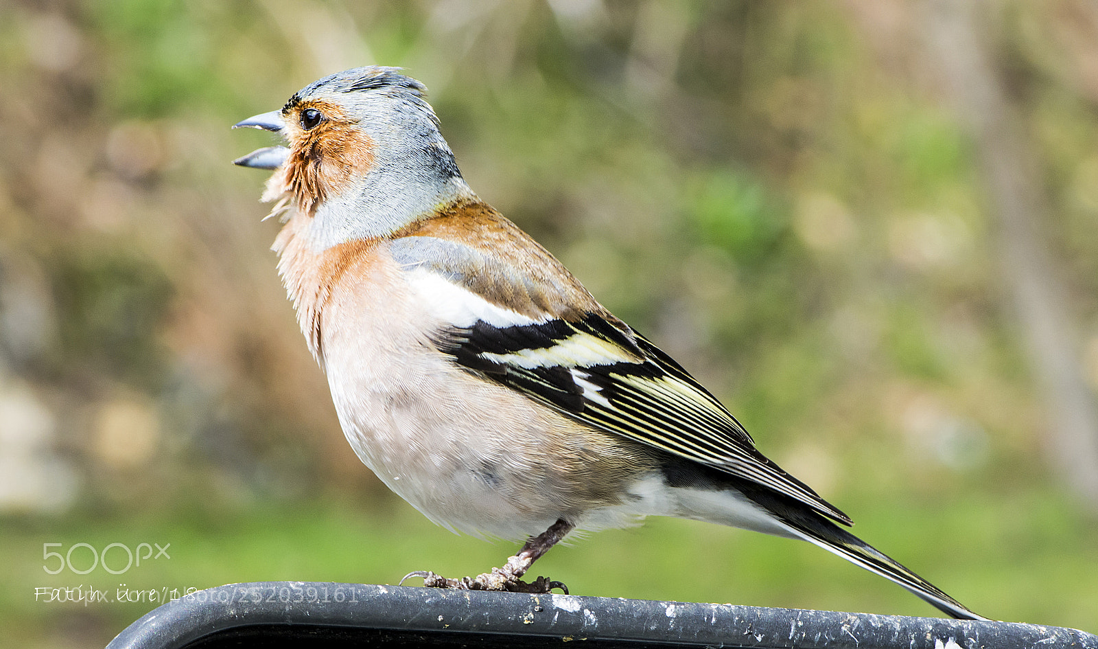 Nikon D7200 sample photo. Bird photography