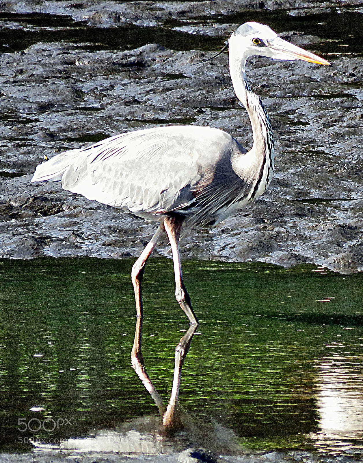 Canon PowerShot SX60 HS sample photo. A blue heron walking photography