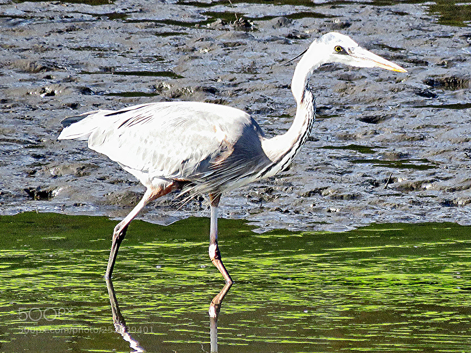 Canon PowerShot SX60 HS sample photo. A blue heron walking photography