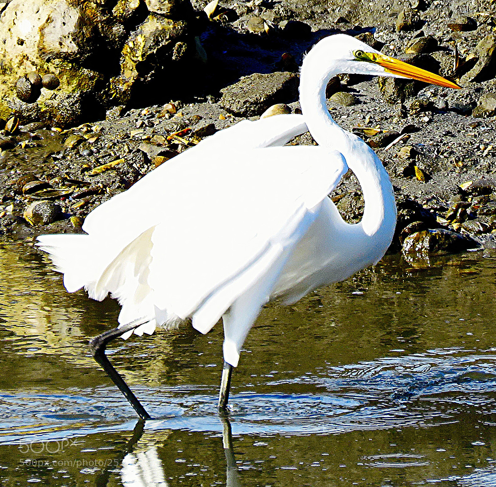 Canon PowerShot SX60 HS sample photo. A white egret getting photography