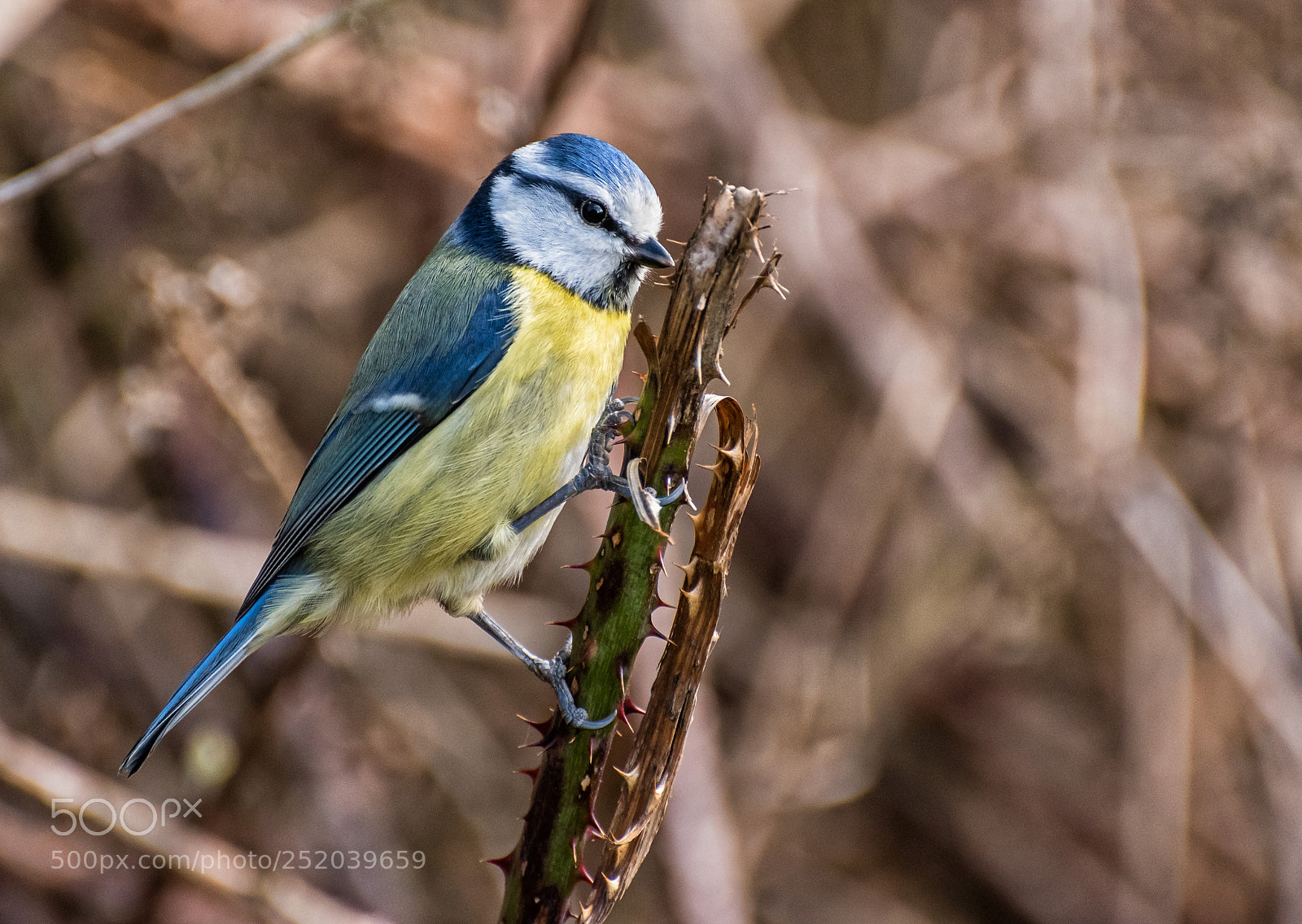 Nikon D5500 sample photo. Blue tit photography
