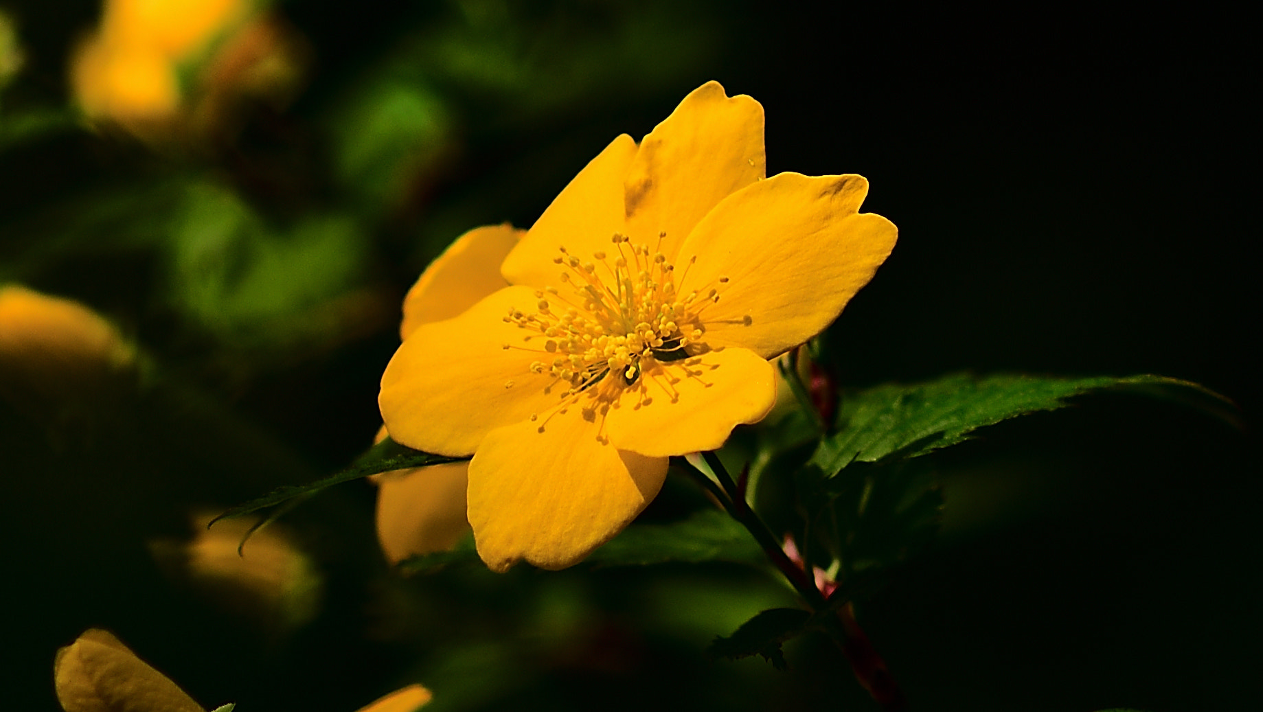 Sigma 105mm F2.8 EX DG Macro sample photo. 山吹 photography