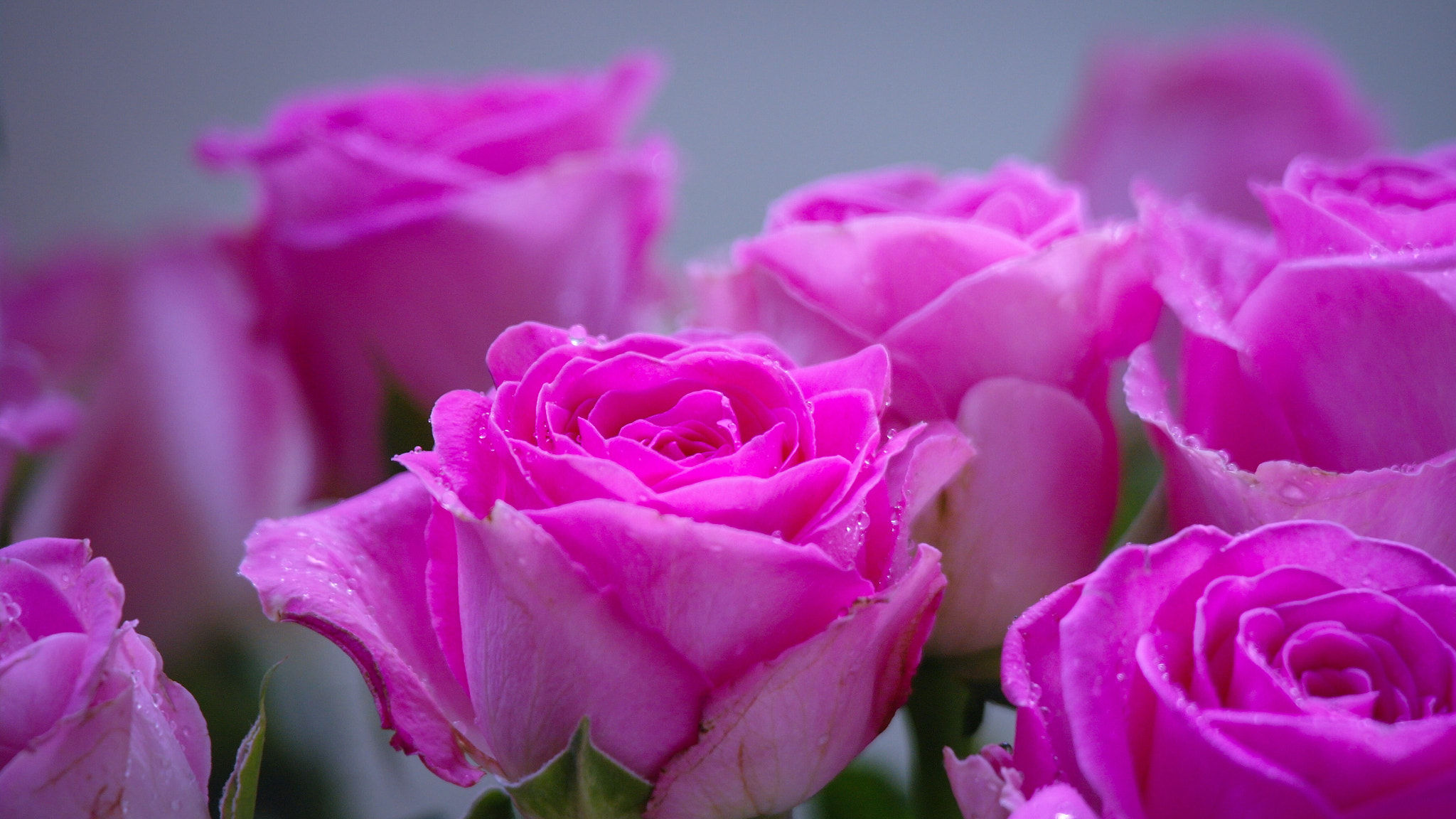 Samsung NX5 sample photo. Rose roses photography