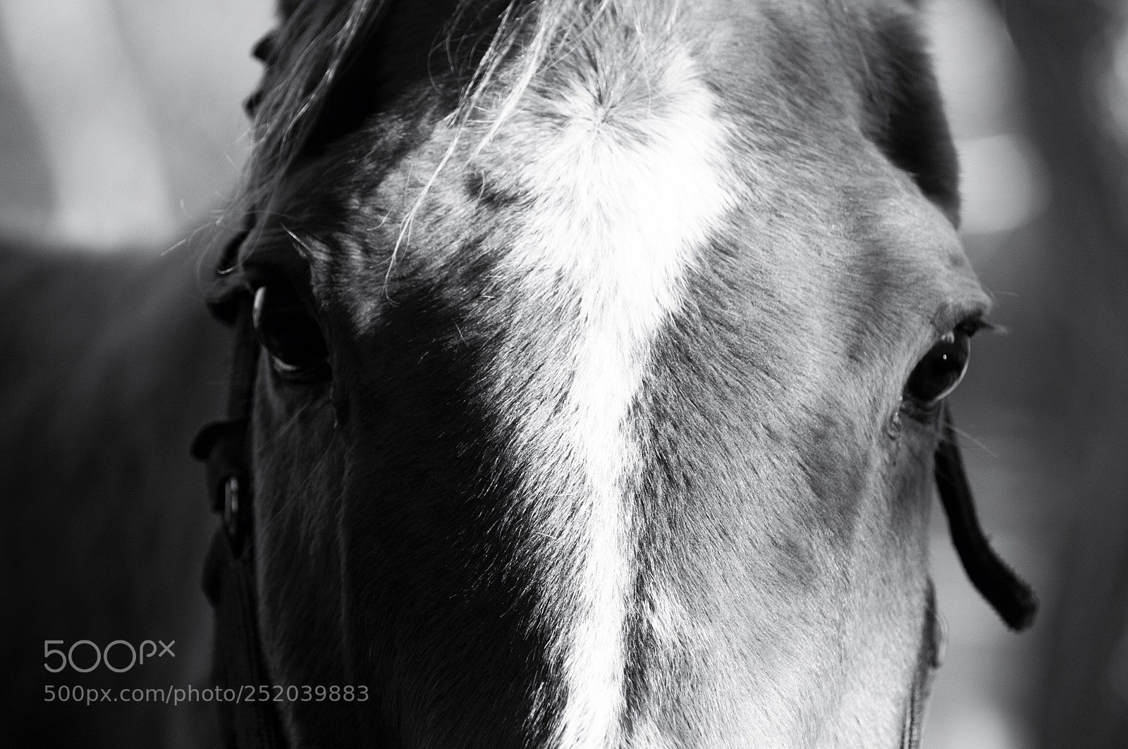 Nikon D300S sample photo. A look photography