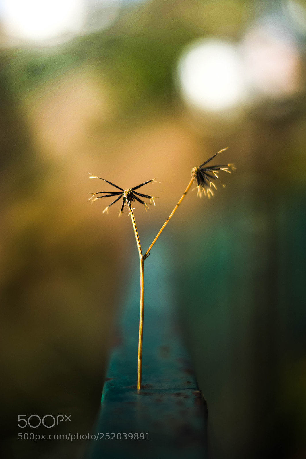 Nikon D5300 sample photo. Bloom where you are photography