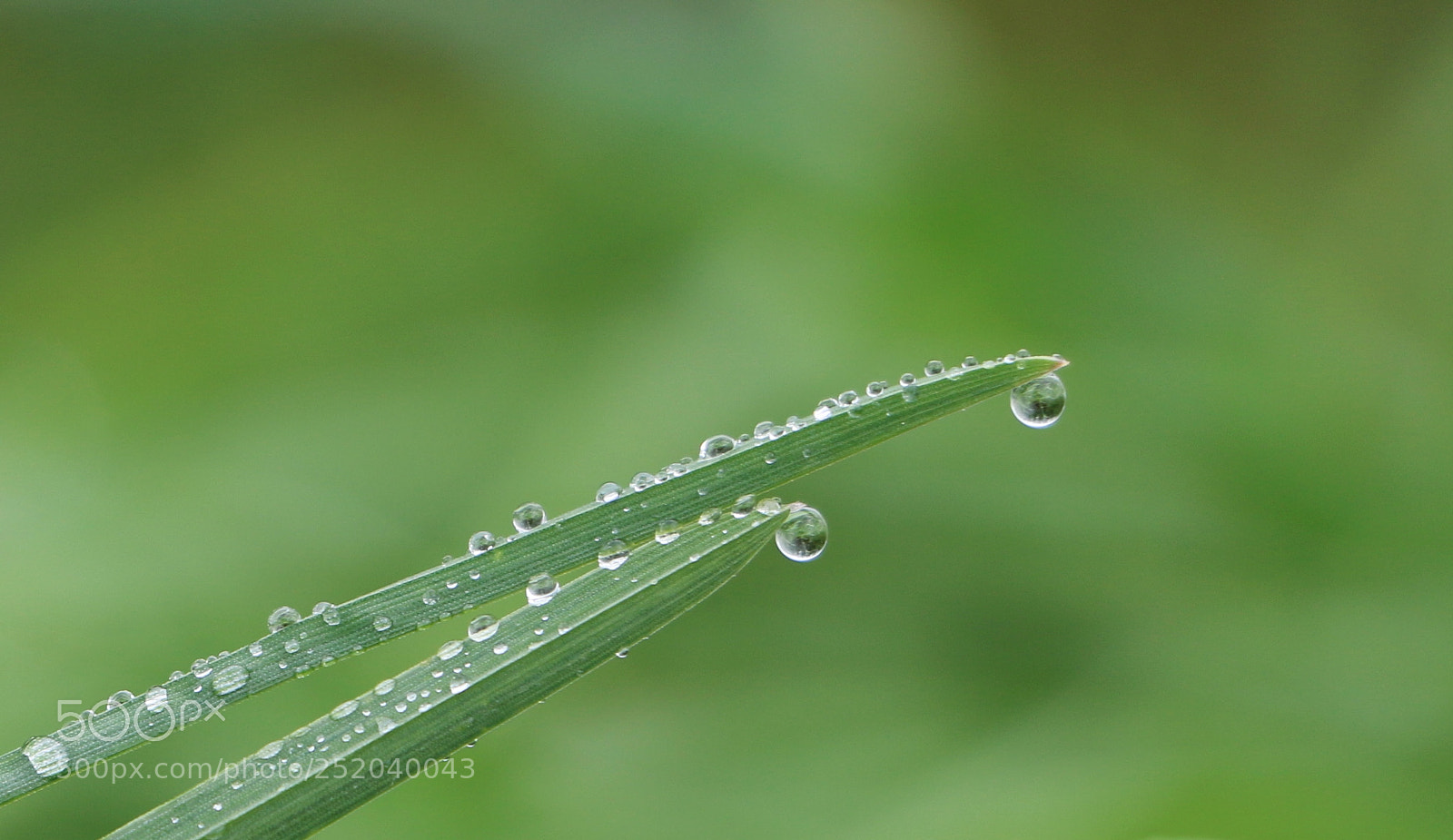 Canon EOS 70D sample photo. Springrain photography