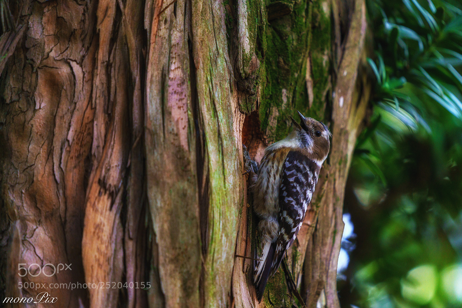 Sony a7R III sample photo. Woodpecker photography
