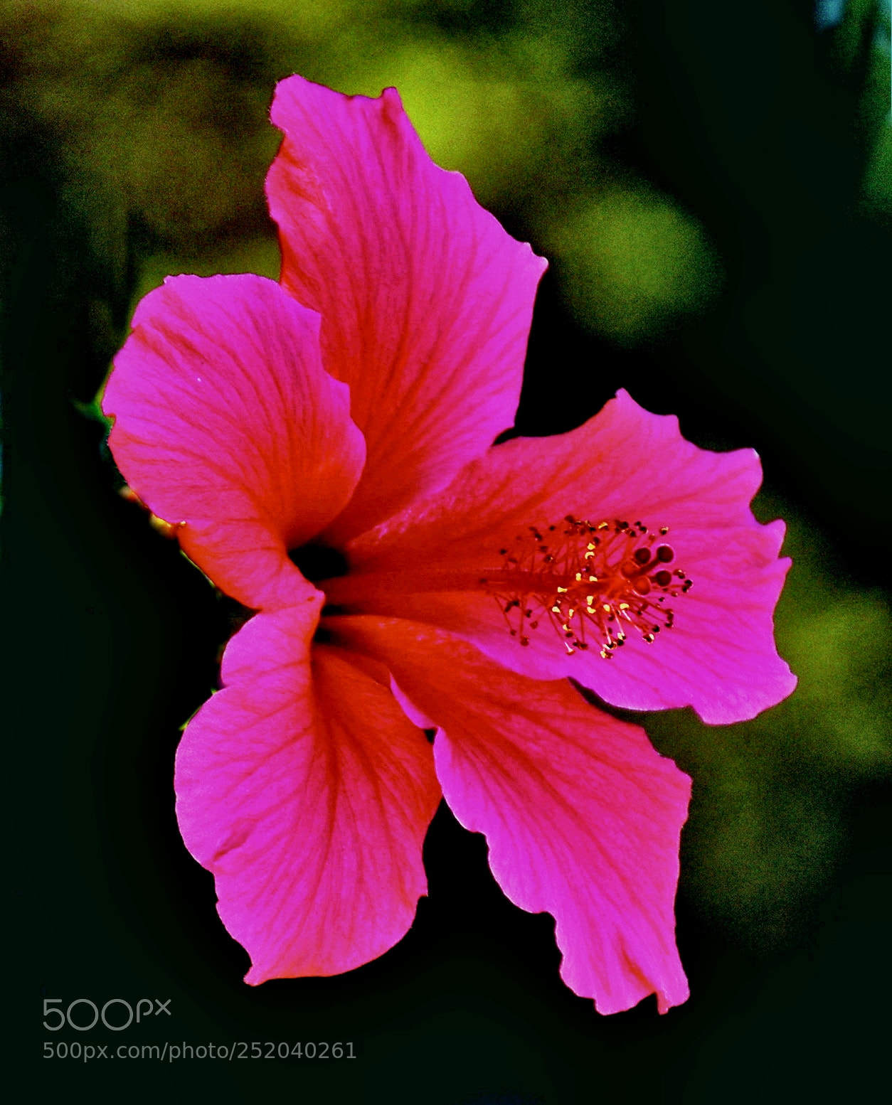 Nikon D7200 sample photo. A pink hibiscus flower photography