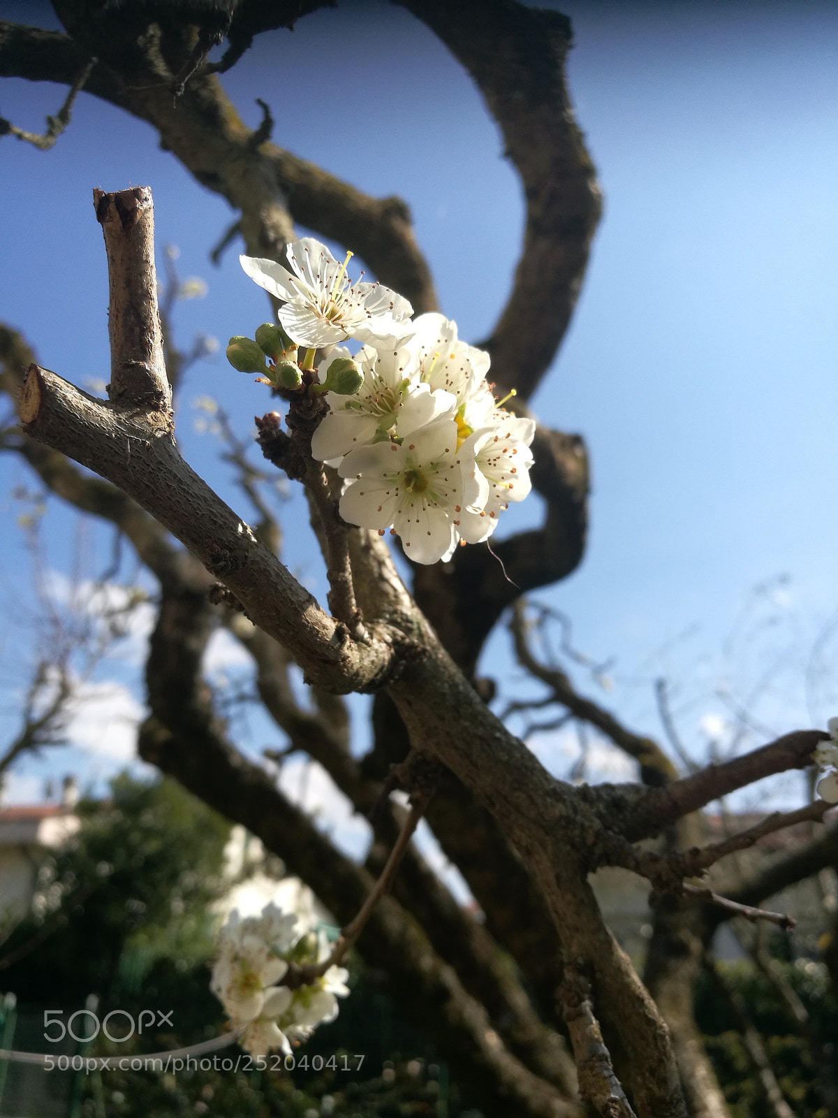 HUAWEI P9 sample photo. Springs break photography