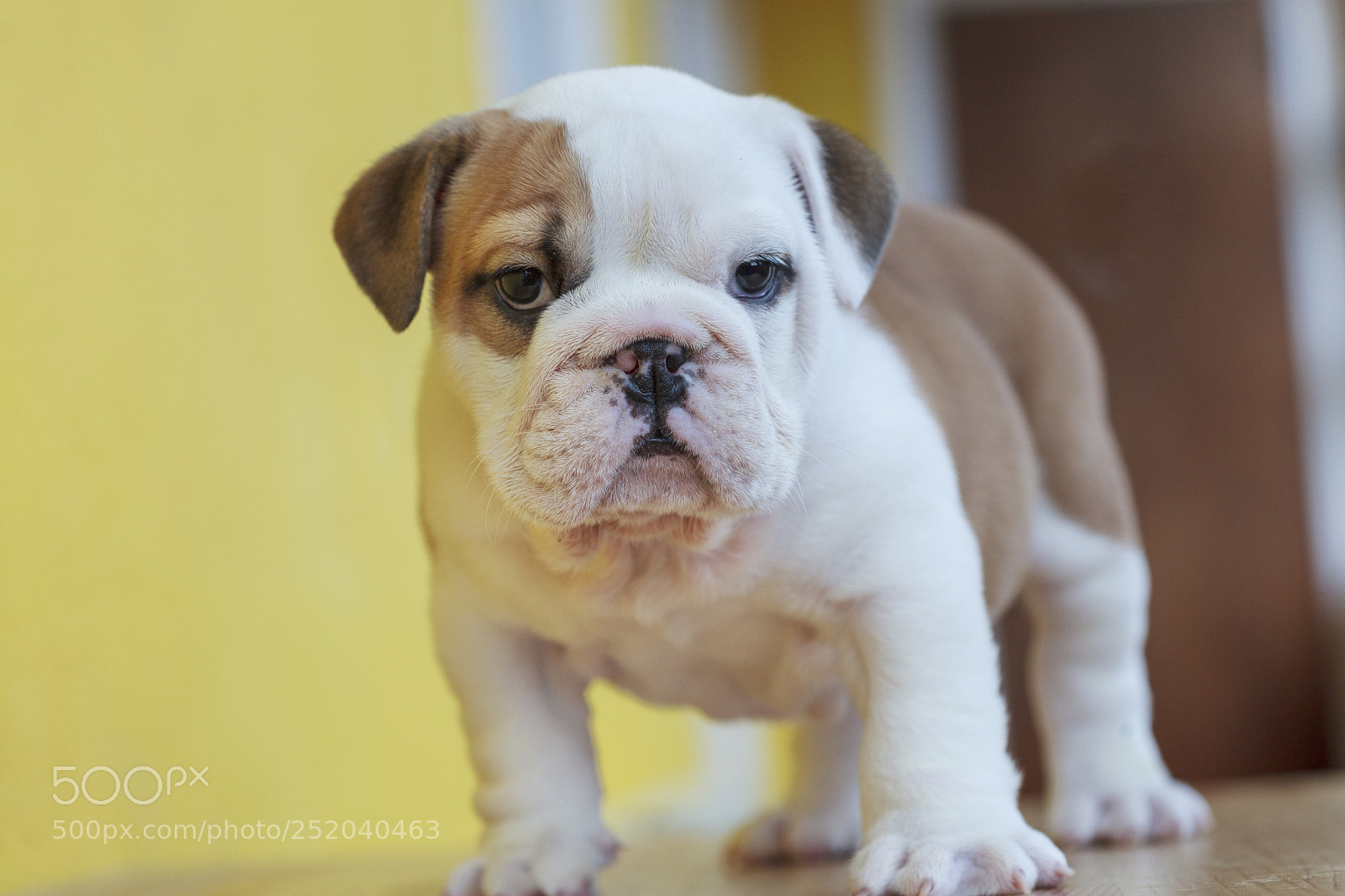 Canon EOS 5D Mark II sample photo. Cute english bulldog poppy photography