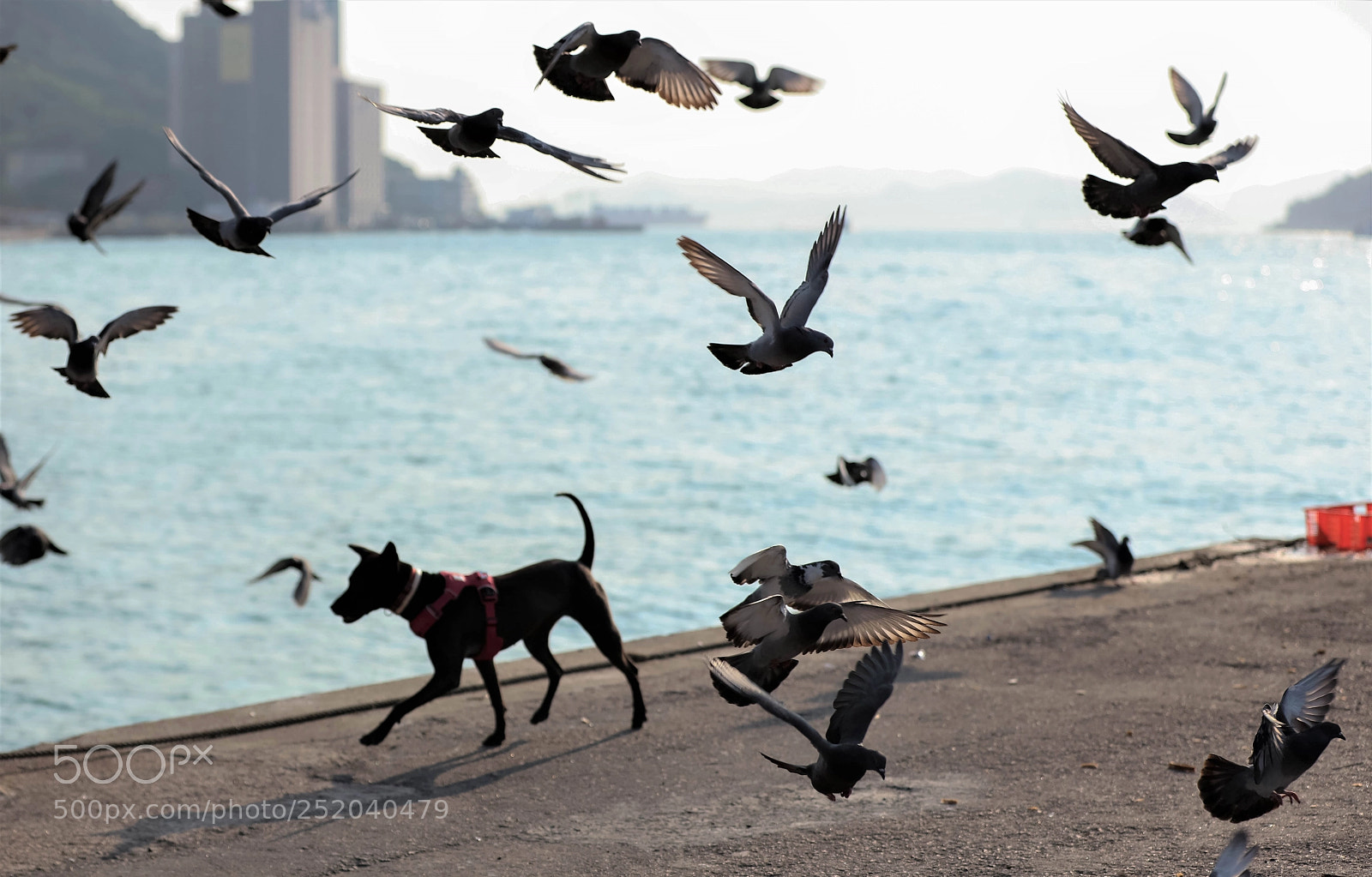Canon EOS 5DS R sample photo. Naughty boy photography