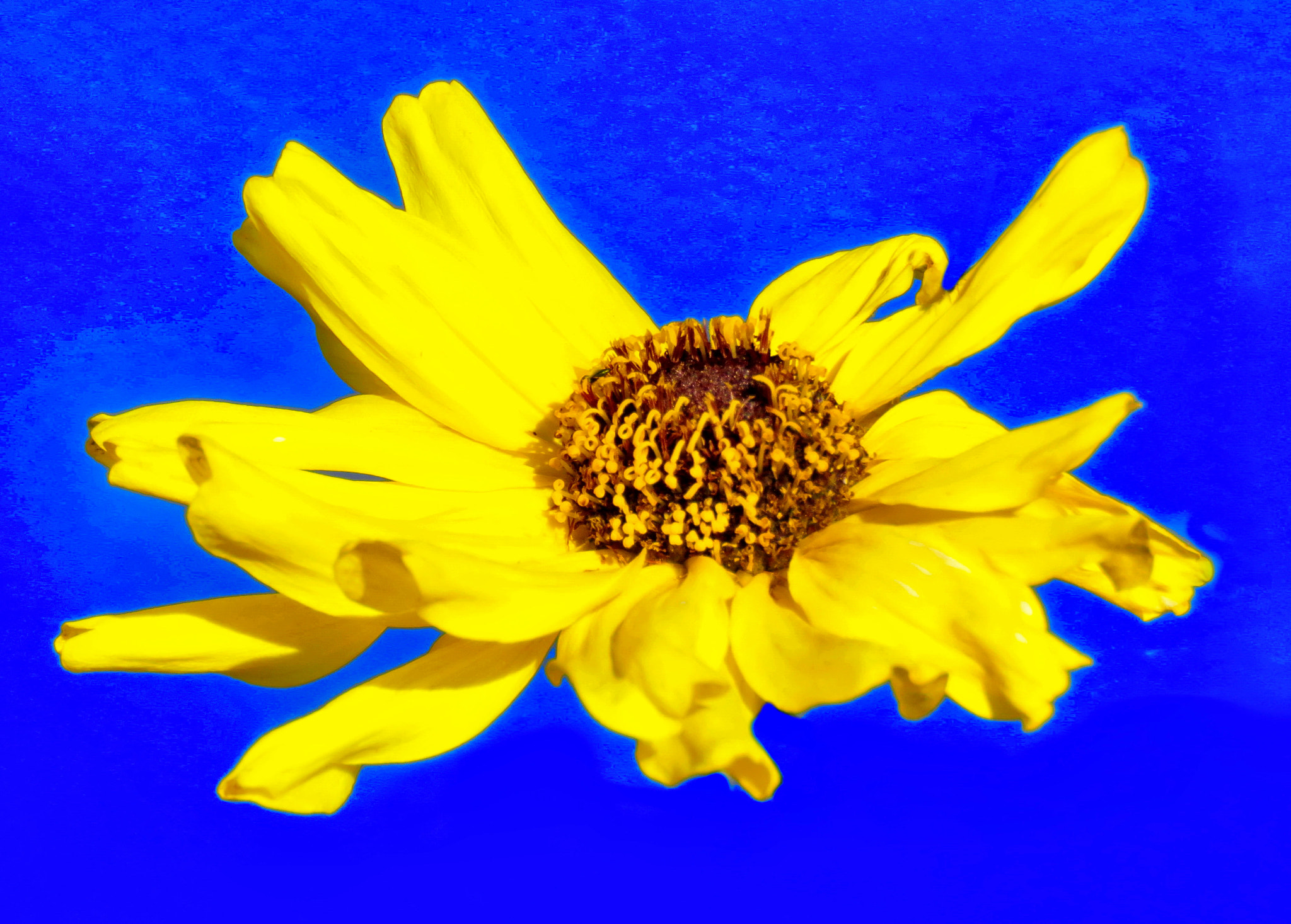 3.8 - 247.0 mm sample photo. A gold daisy flower in the sky photography