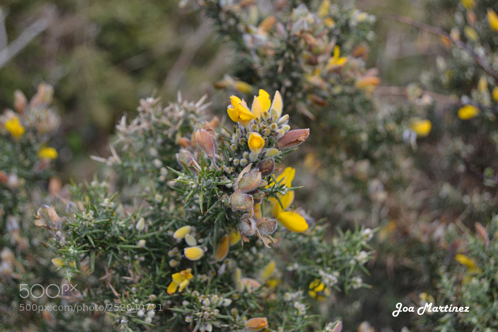 Nikon D3100 sample photo. Flores silvestres photography