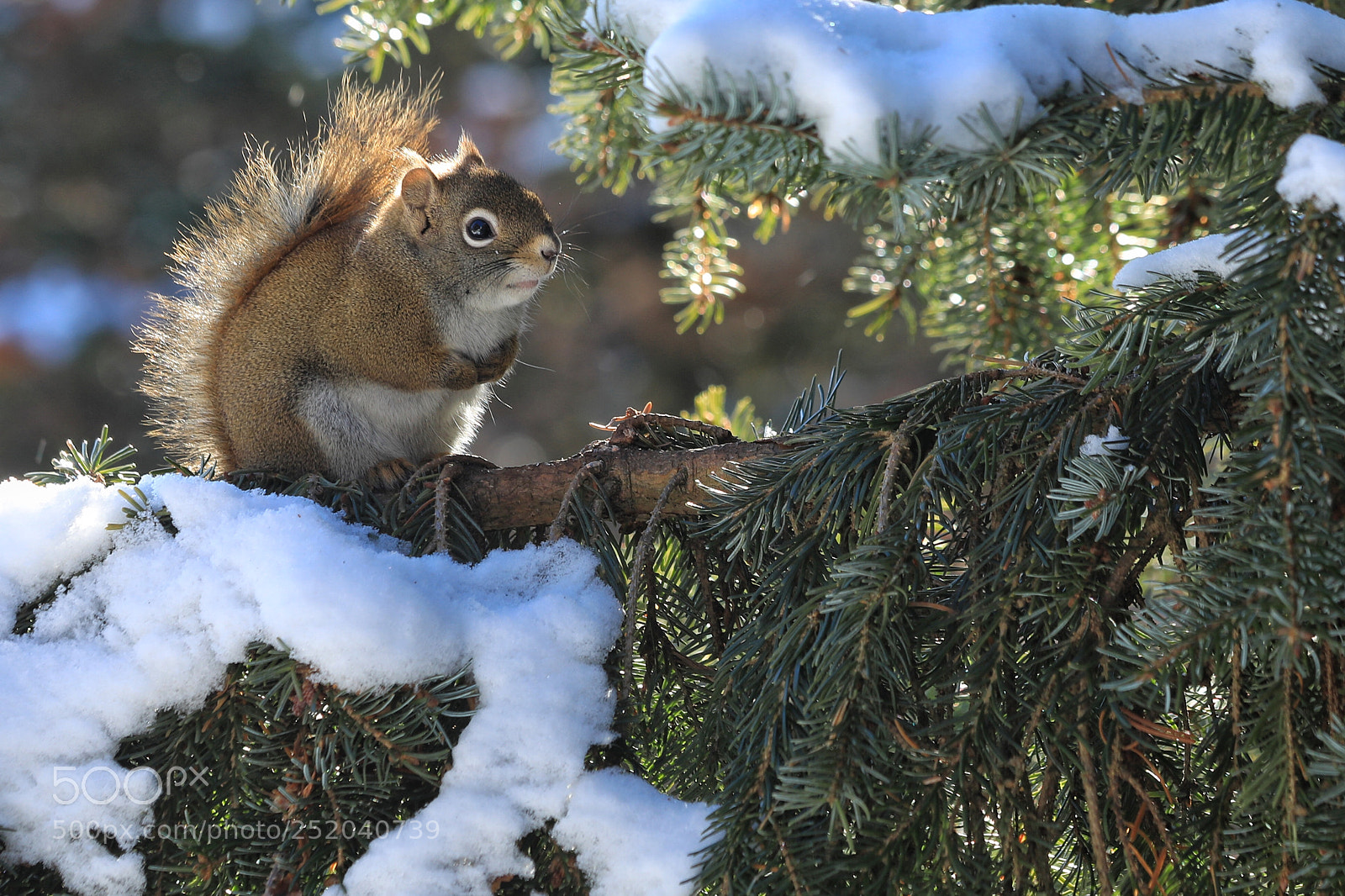 Canon EOS 5D Mark IV sample photo. Squirrel photography