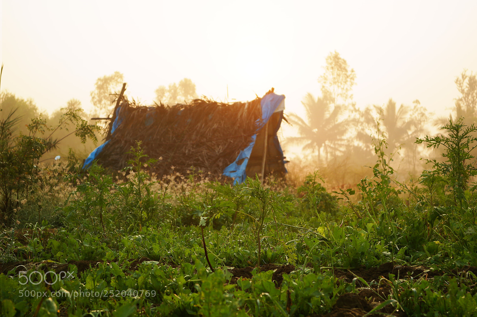 Samsung NX2000 sample photo. Golden sunrise photography